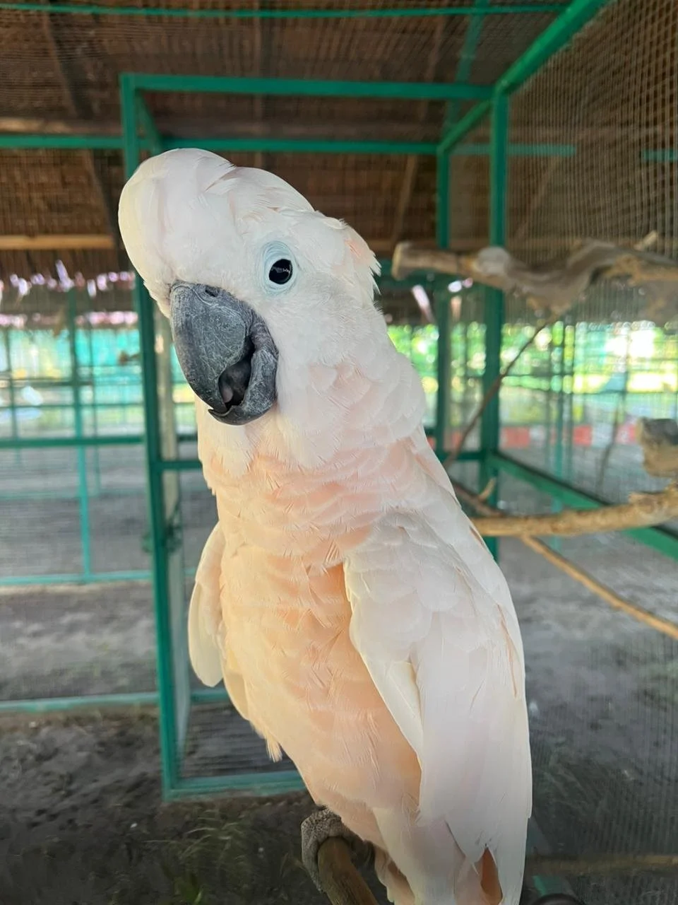 KAKATUA JAMBUL SALMON (MALUKU) 2.jpg