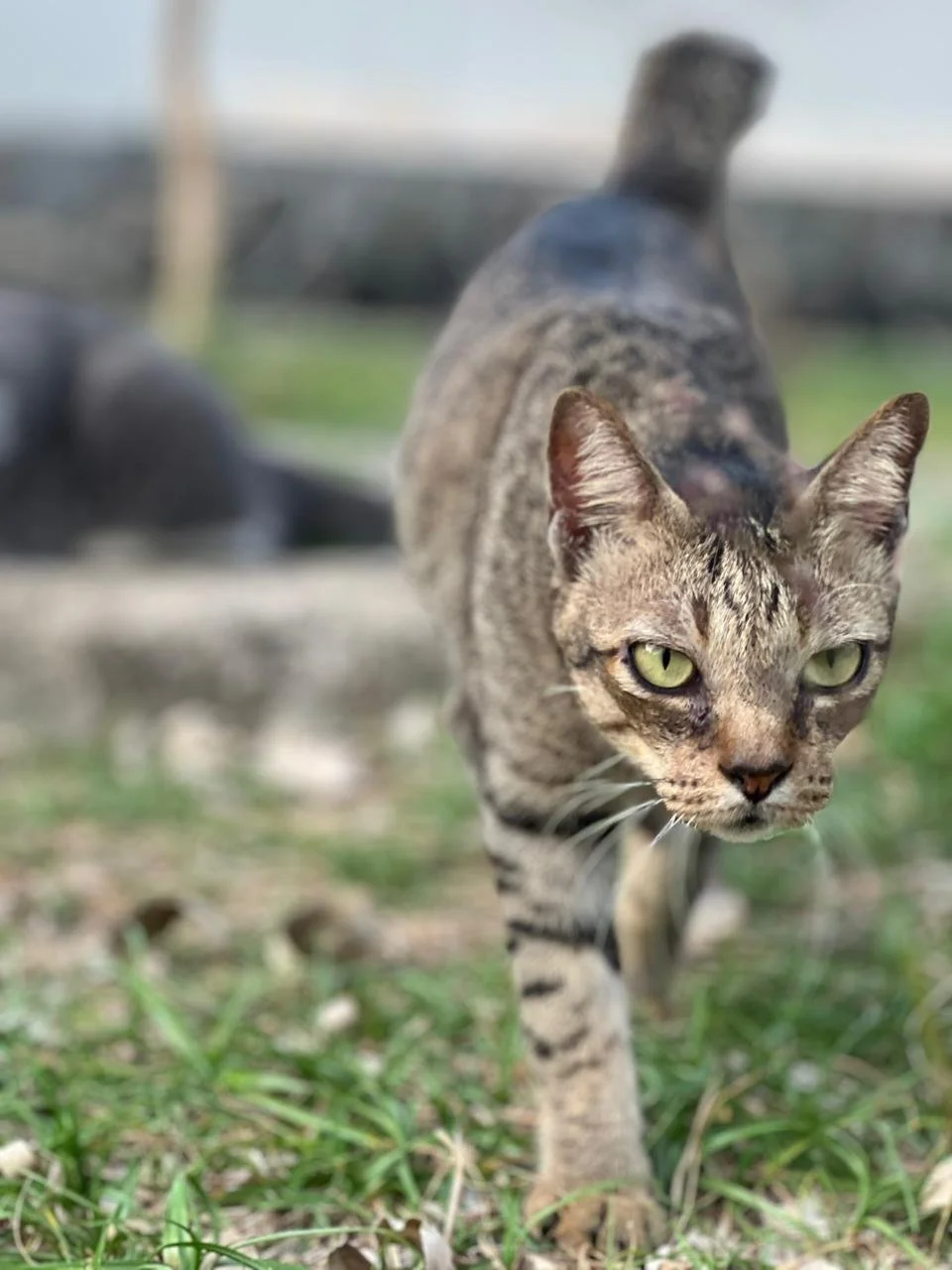 WhatsApp Image 2026-02-02 at 11.10.37.jpeg