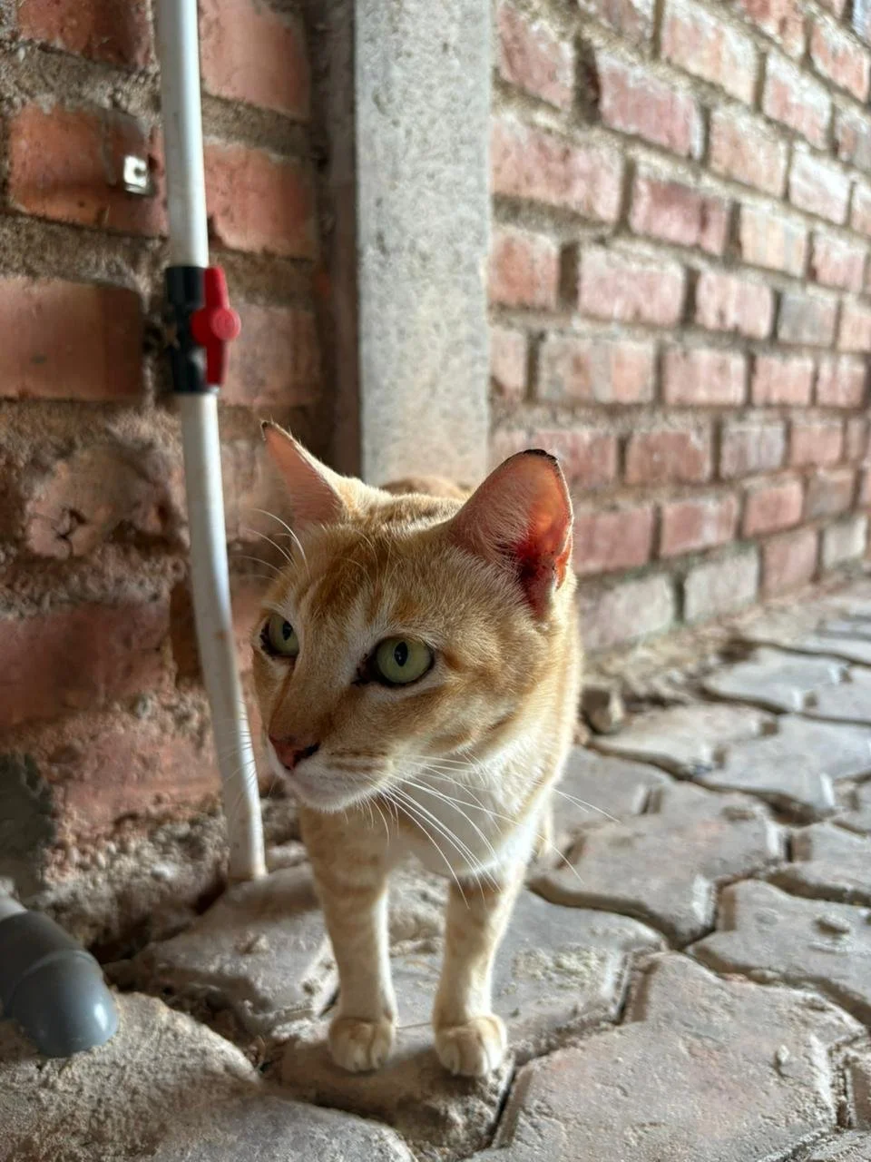 WhatsApp Image 2026-02-10 at 10.28.05.jpeg