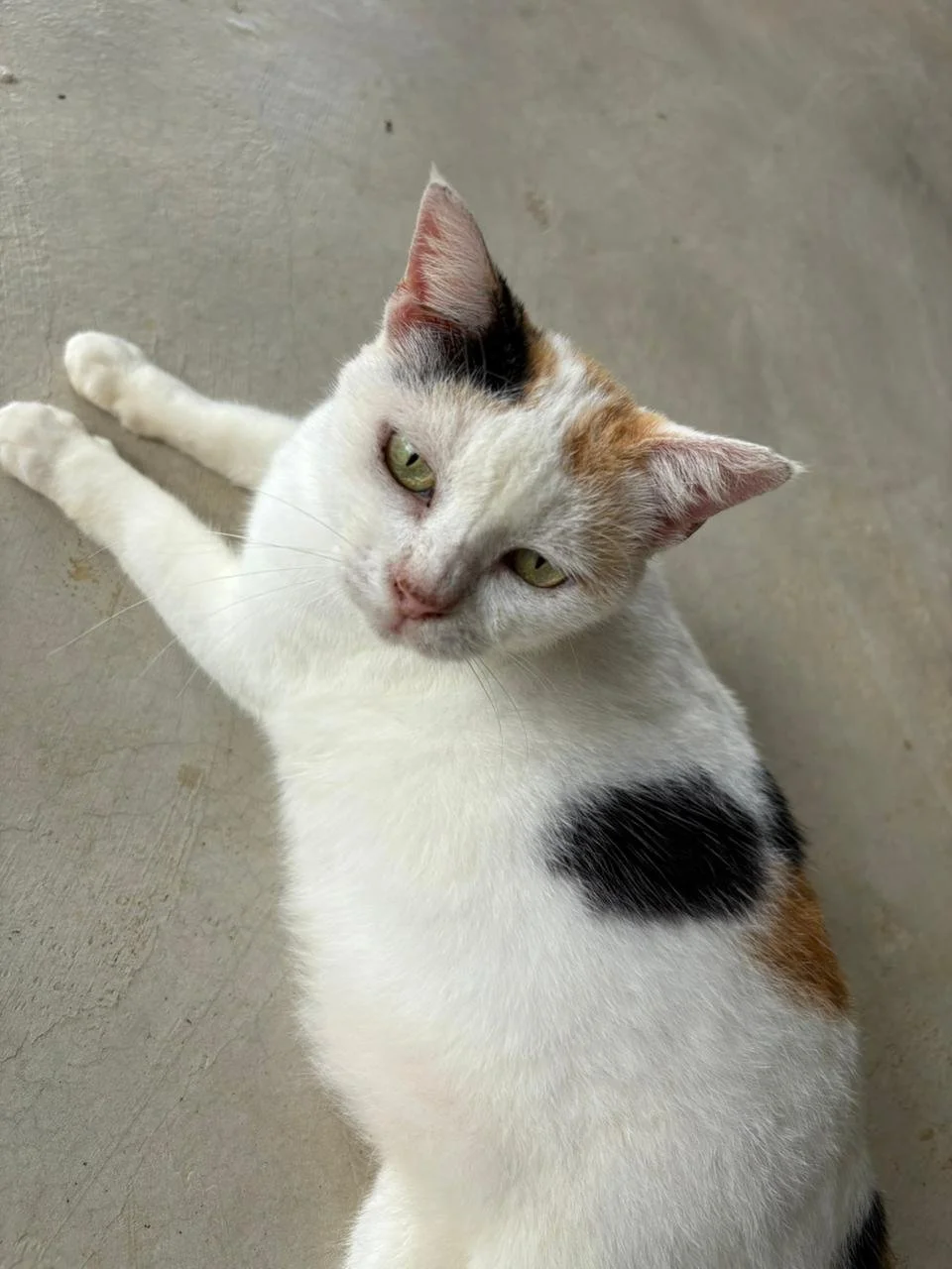 WhatsApp Image 2026-02-10 at 10.27.53.jpeg