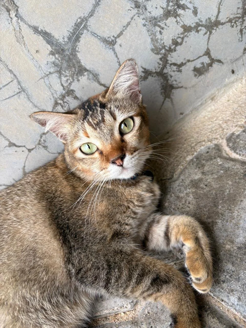 WhatsApp Image 2026-02-10 at 10.27.56.jpeg