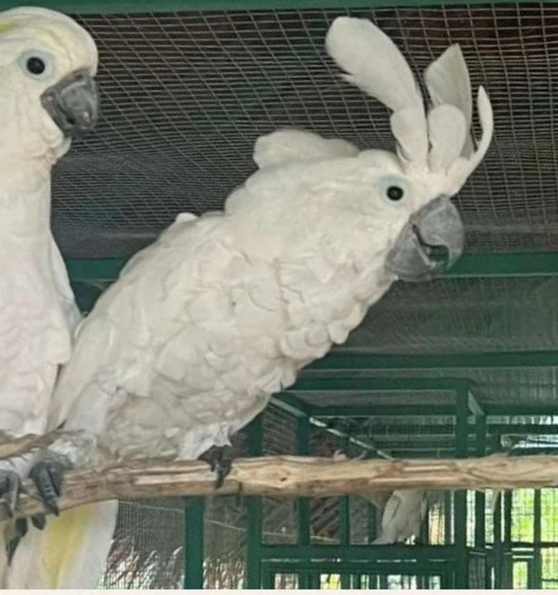 KAKATUA JAMBUL PUTIH (ALBA).jpg