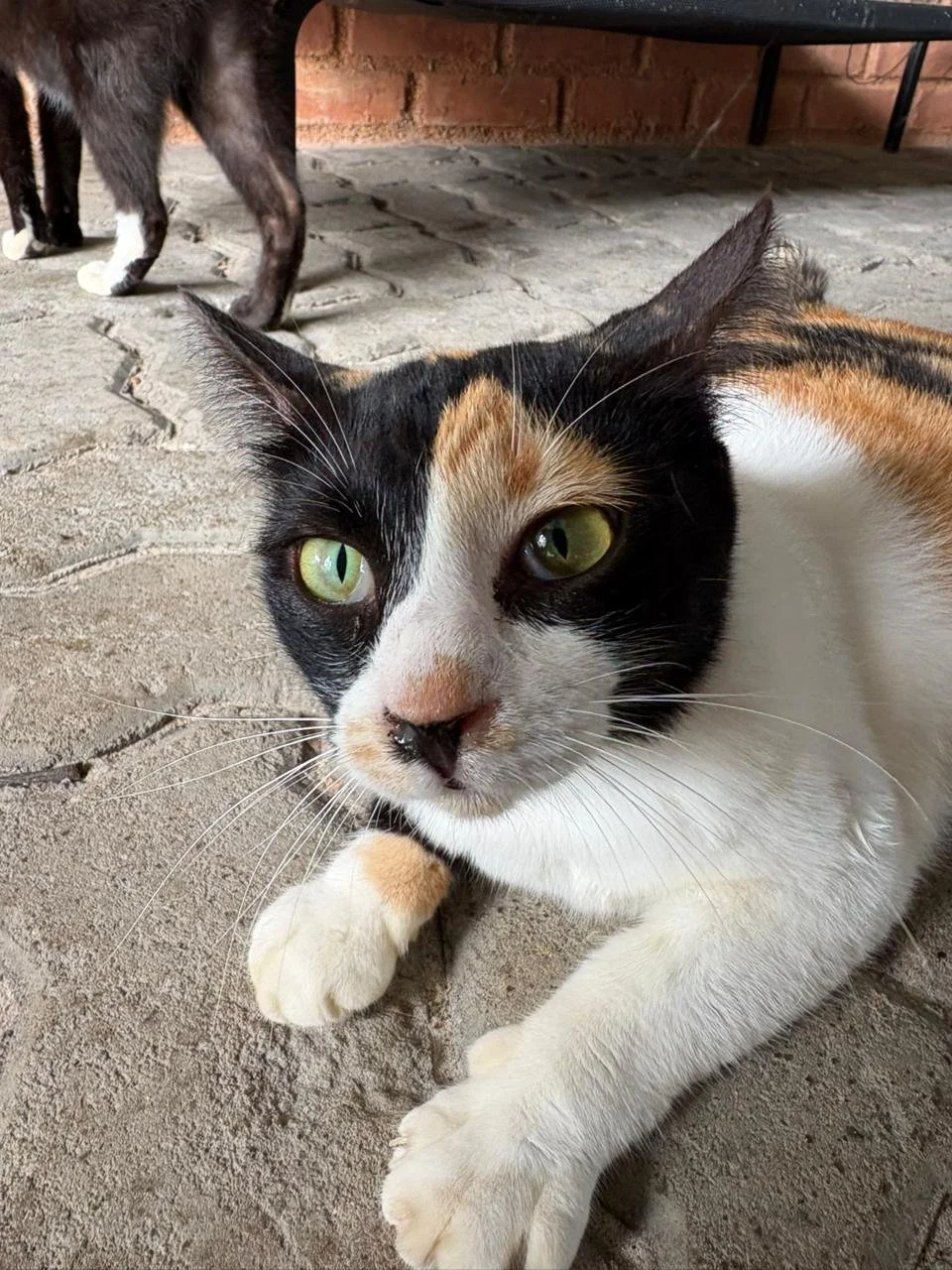 WhatsApp Image 2026-02-10 at 10.28.18.jpeg