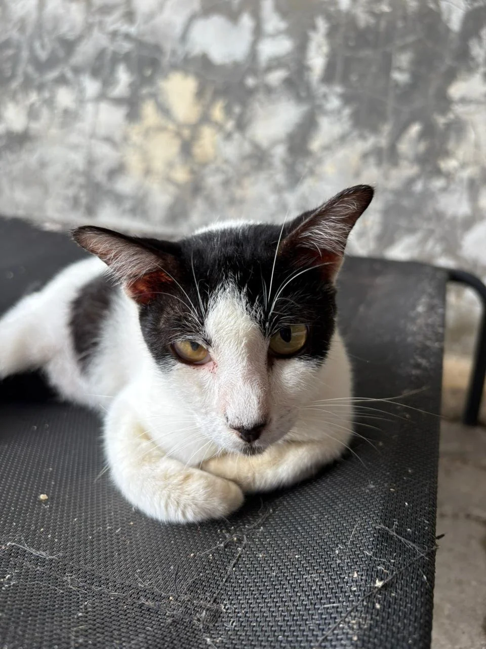 WhatsApp Image 2026-02-10 at 10.28.01.jpeg