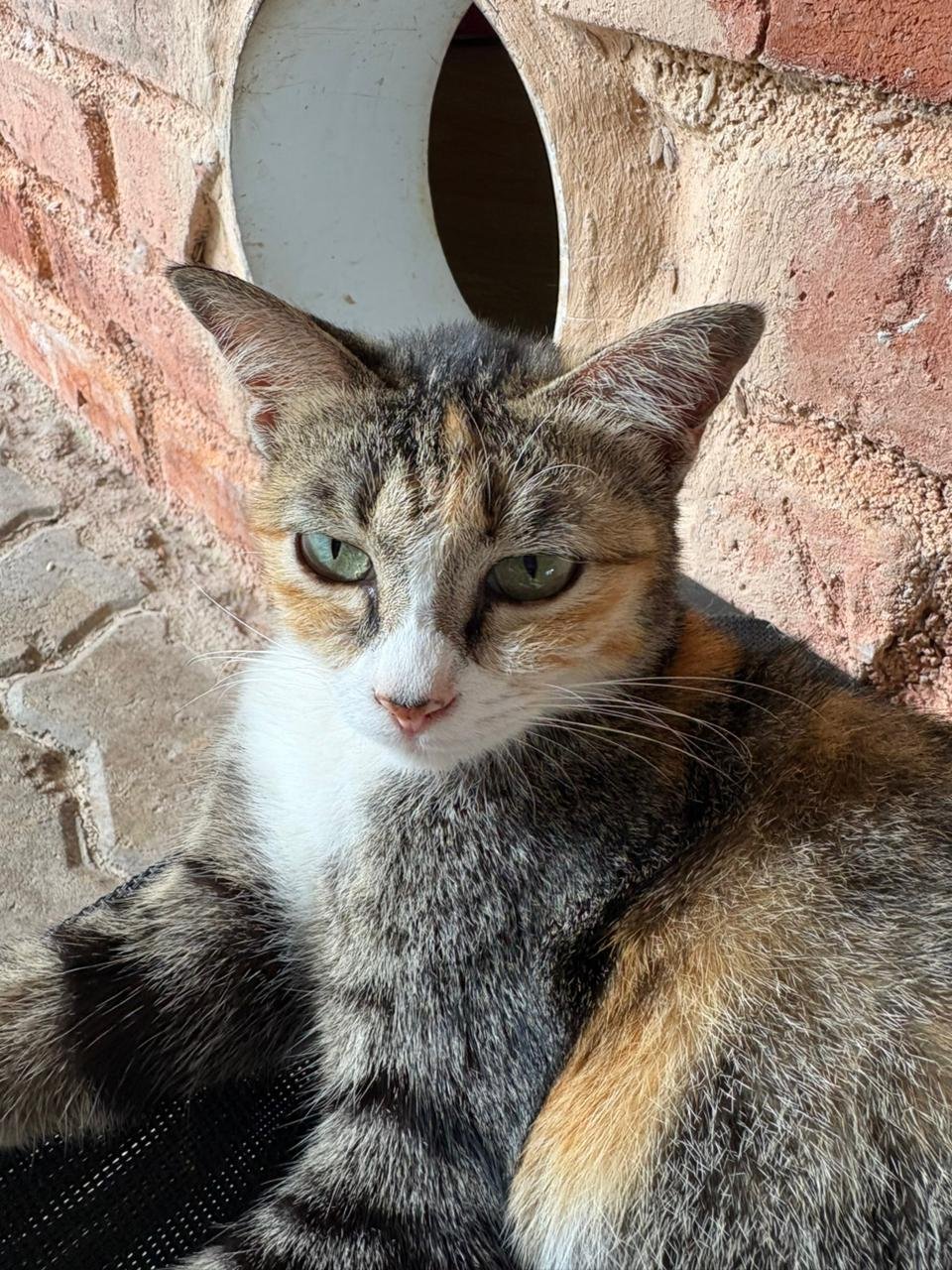 WhatsApp Image 2026-02-10 at 10.28.25.jpeg