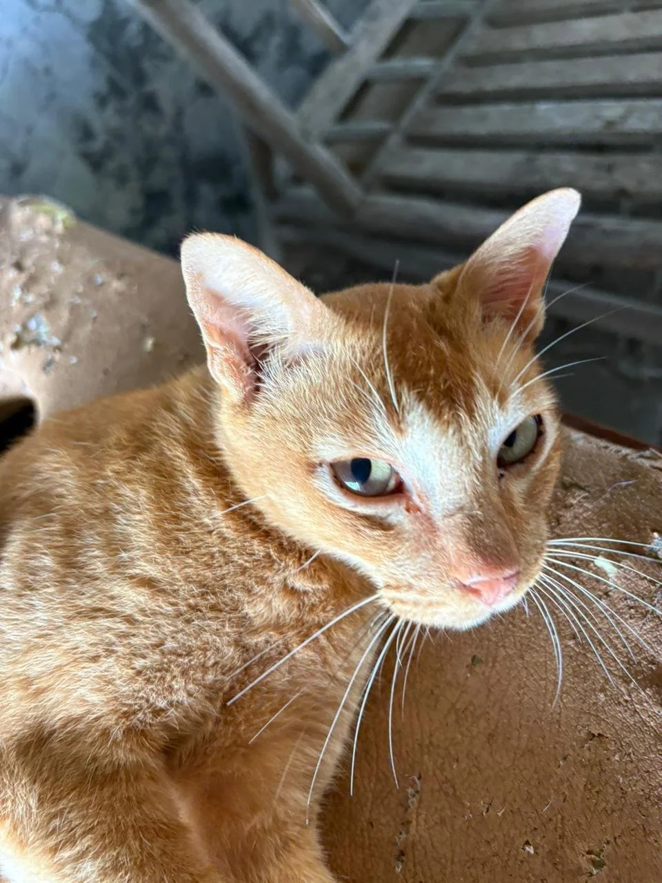 WhatsApp Image 2026-02-10 at 10.28.07.jpeg