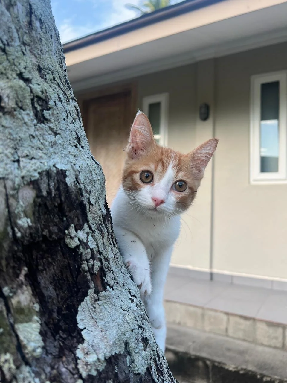 WhatsApp Image 2026-02-10 at 16.23.09 (4).jpeg