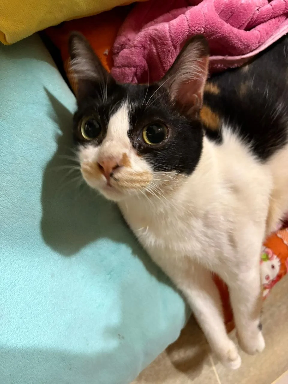 WhatsApp Image 2026-02-10 at 10.27.49.jpeg