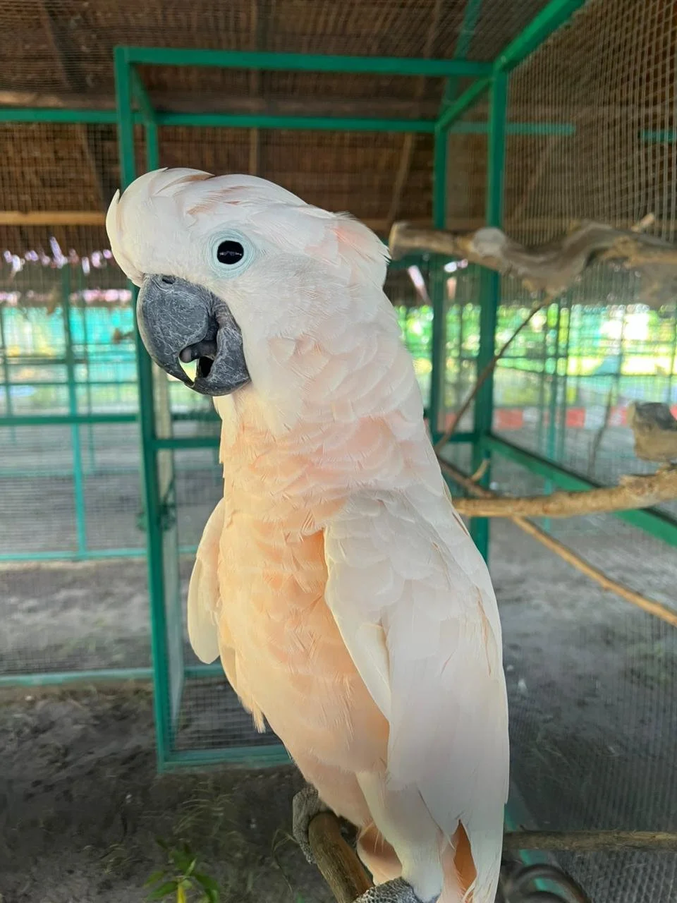 KAKATUA JAMBUL SALMON (MALUKU) 1.jpg