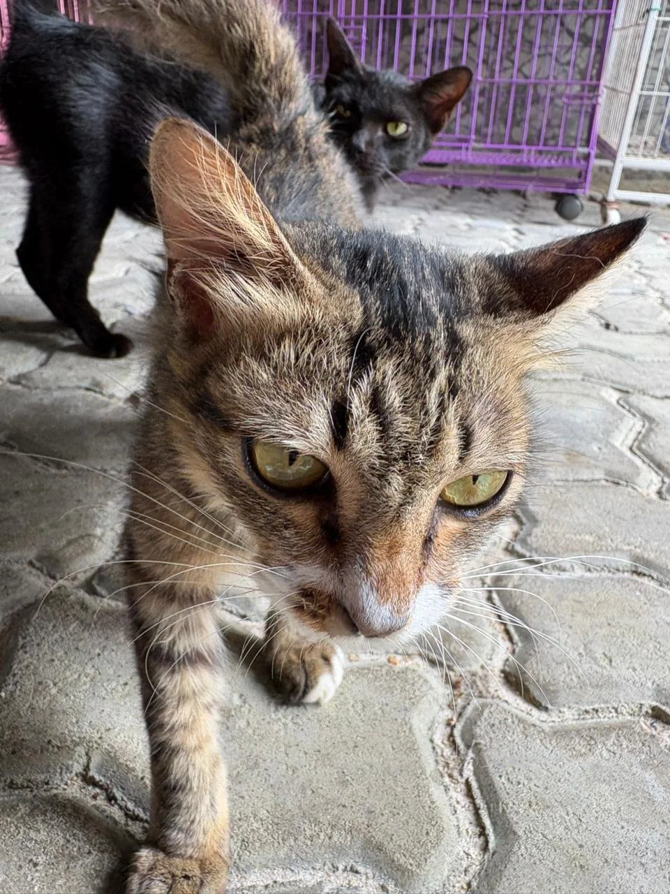 WhatsApp Image 2026-02-10 at 10.28.17.jpeg