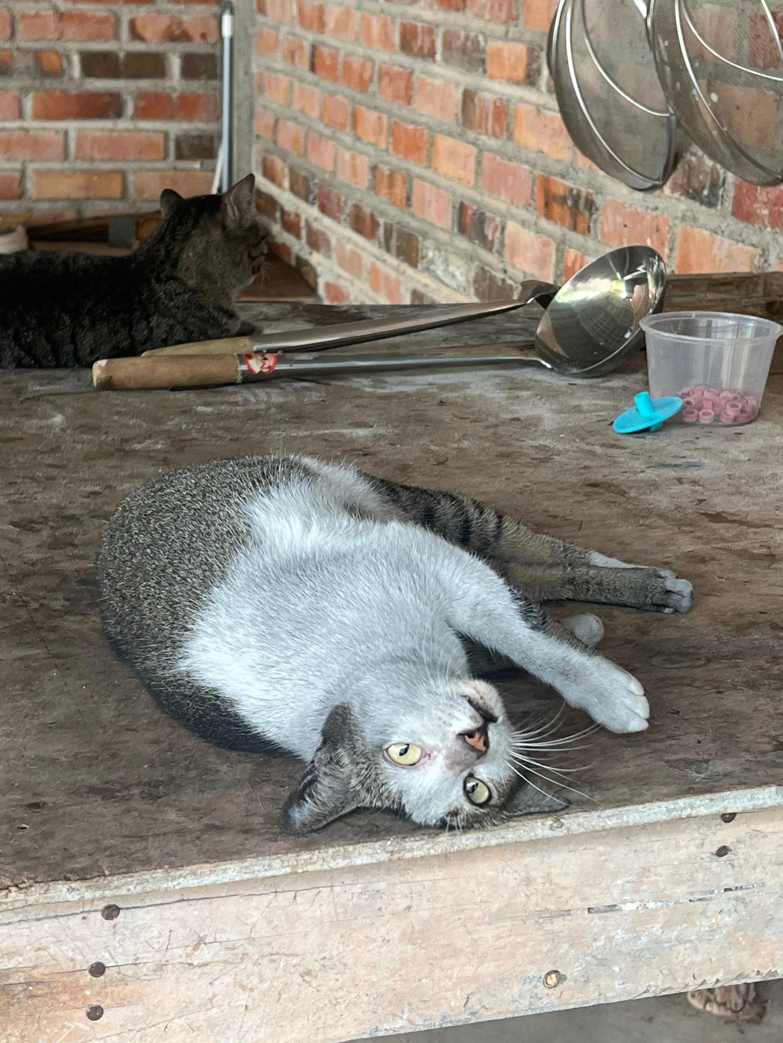 WhatsApp Image 2026-02-02 at 11.26.07.jpeg