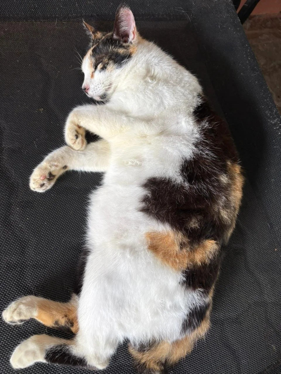 WhatsApp Image 2026-02-10 at 10.28.33.jpeg