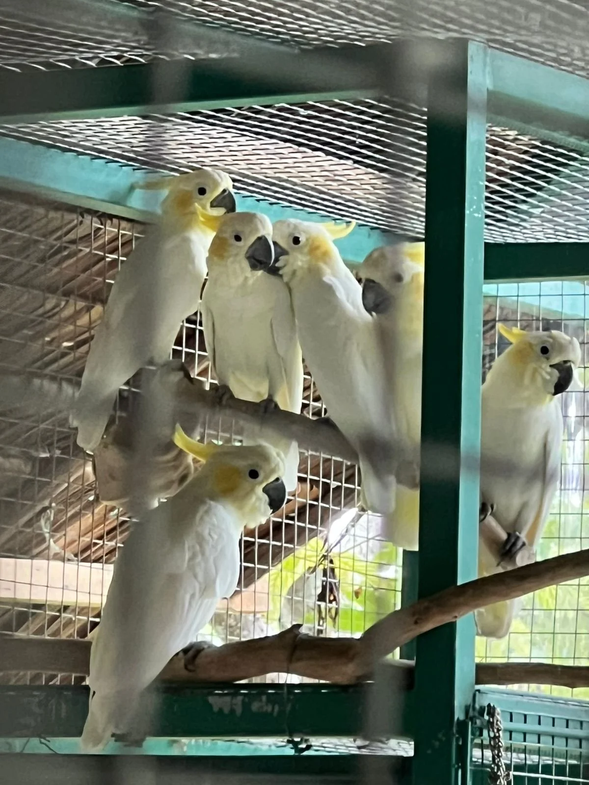 KAKATUA JAMBUL KUNING KECIL.jpg