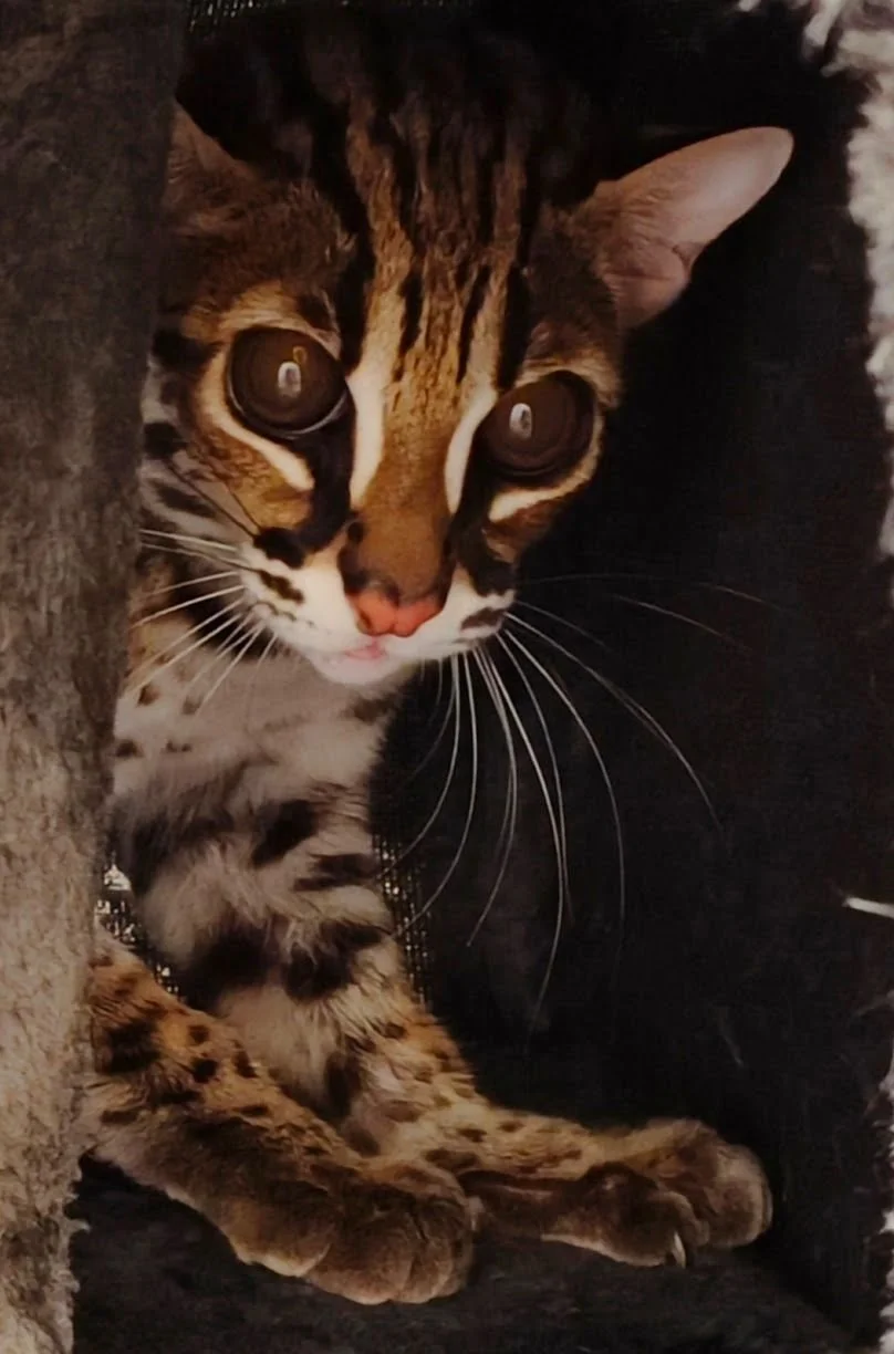 WhatsApp Image 2026-02-08 at 17.45.53.jpeg