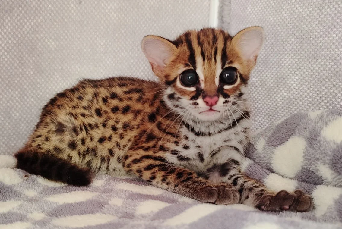 WhatsApp Image 2026-02-19 at 09.29.20.jpeg