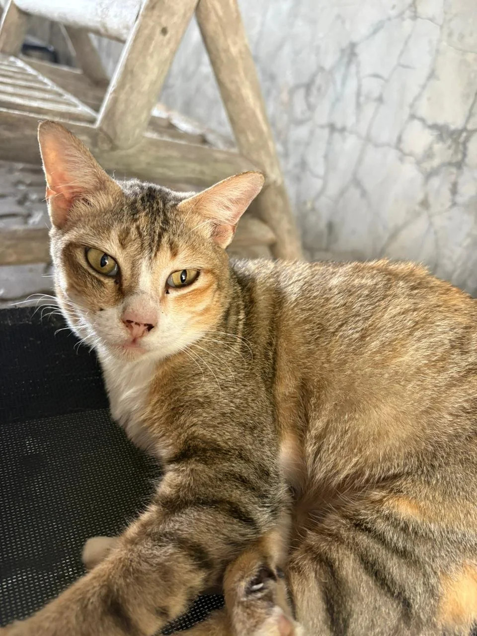 WhatsApp Image 2026-02-10 at 10.28.38.jpeg