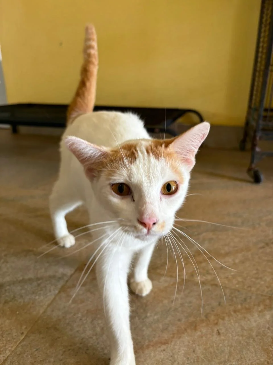 WhatsApp Image 2026-02-10 at 10.29.01.jpeg