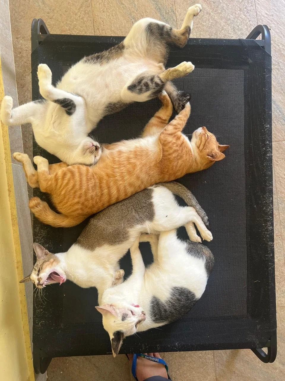 WhatsApp Image 2026-02-10 at 16.23.10 (10).jpeg