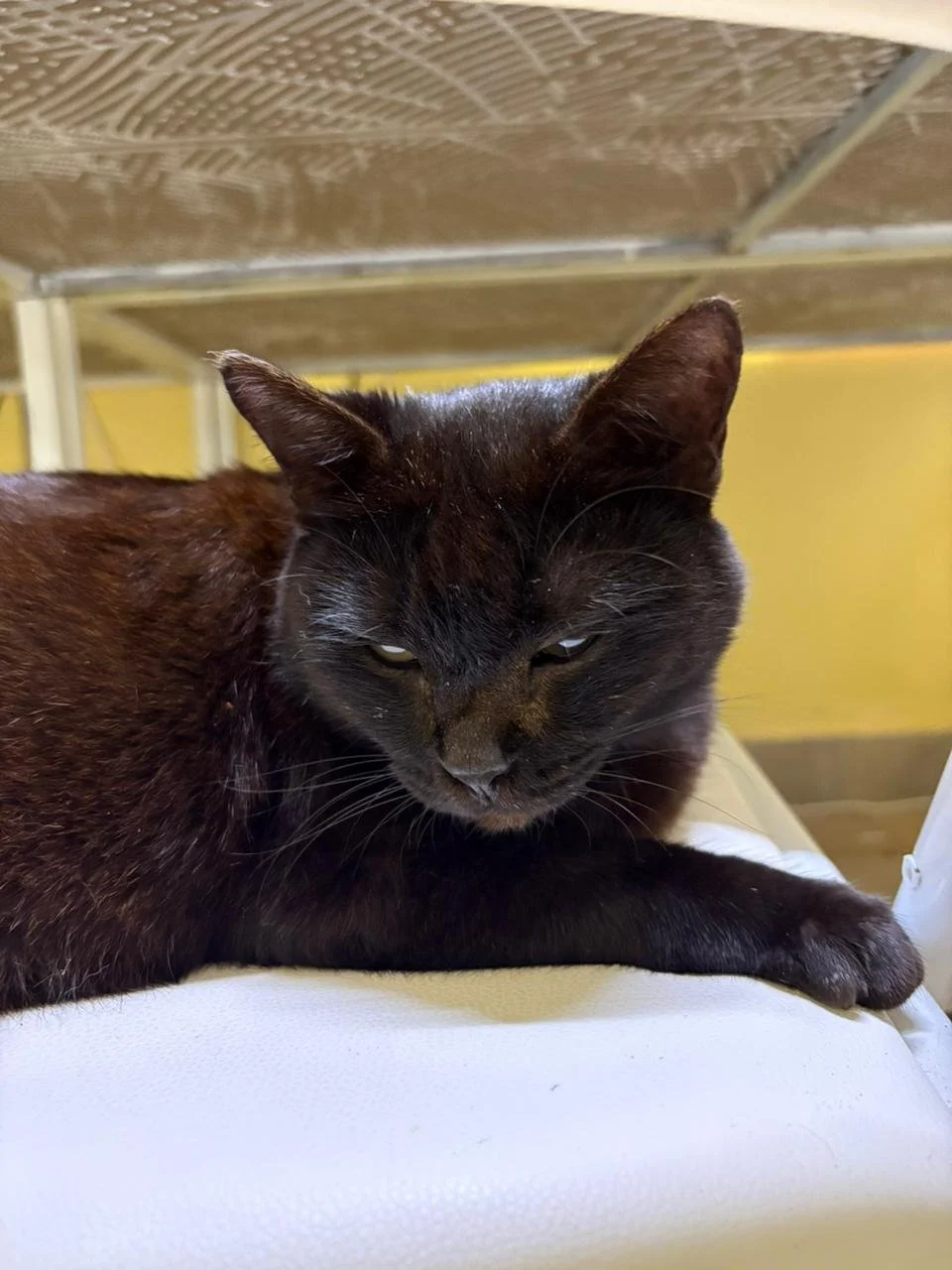 WhatsApp Image 2026-02-10 at 10.27.47.jpeg