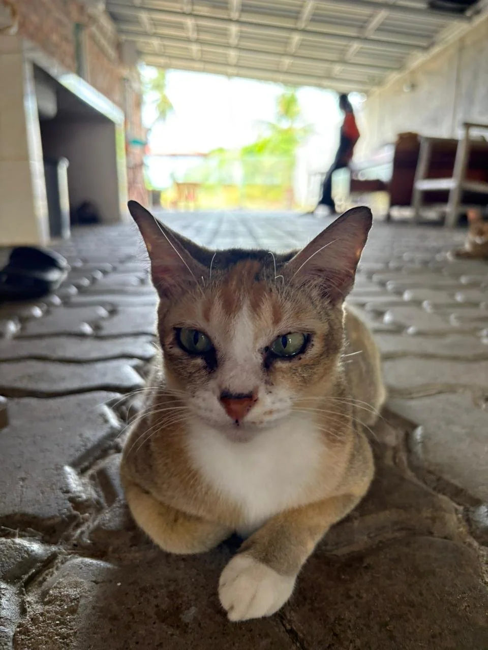 WhatsApp Image 2026-02-10 at 10.28.11.jpeg