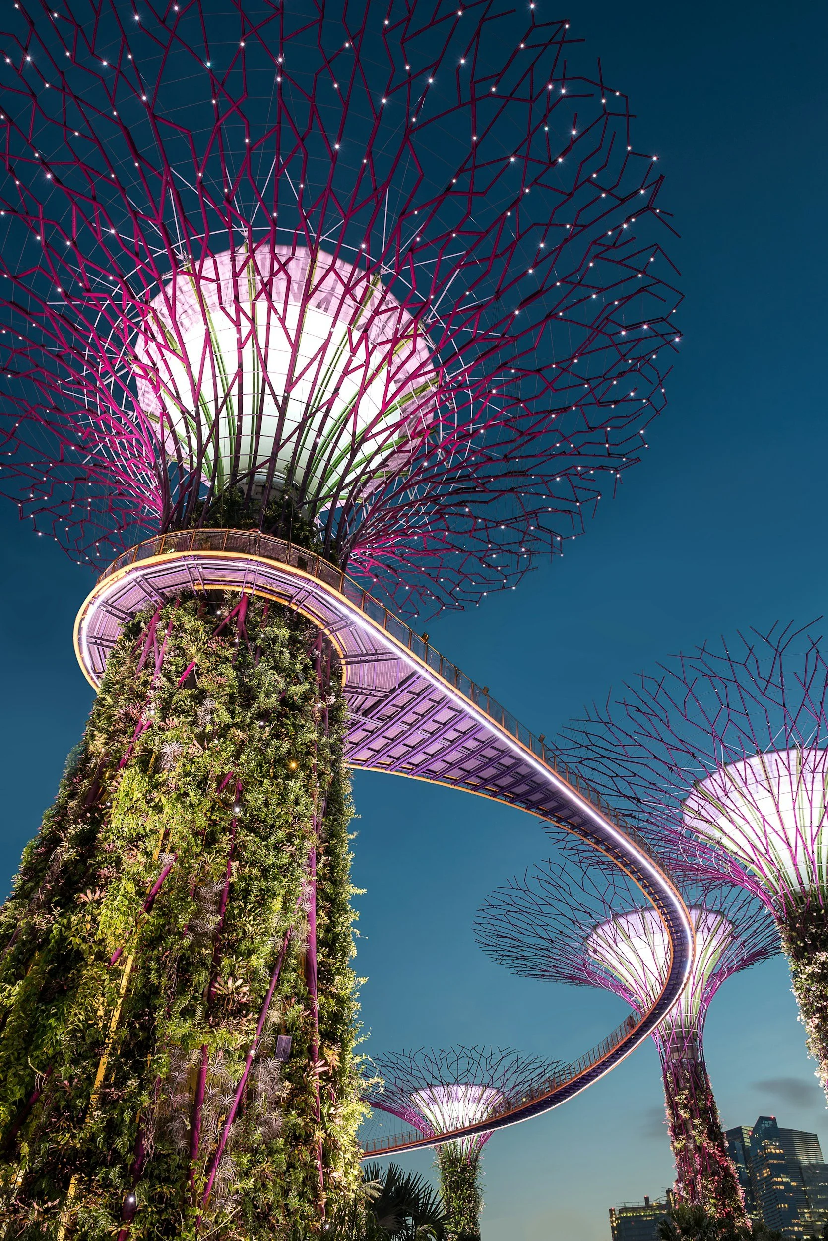 Nighttime view of the Supertree Grove in Gardens by the Bay, Singapore, illuminated with purple and white lights, showcasing towering tree structures covered in greenery and futuristic walkways connecting them.