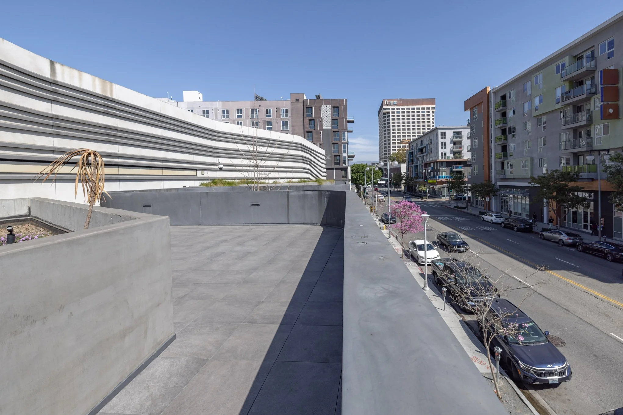 City street view with buildings, parked cars, and blooming pink trees