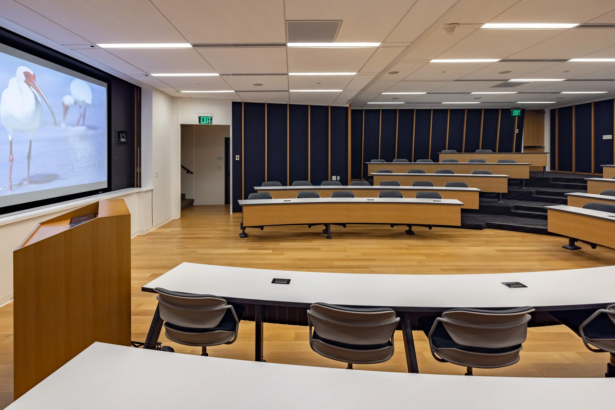 Empty modern classroom or lecture hall with tiered seating, white desks, and a large screen displaying three white-stork birds on a beach, with exit signs visible.