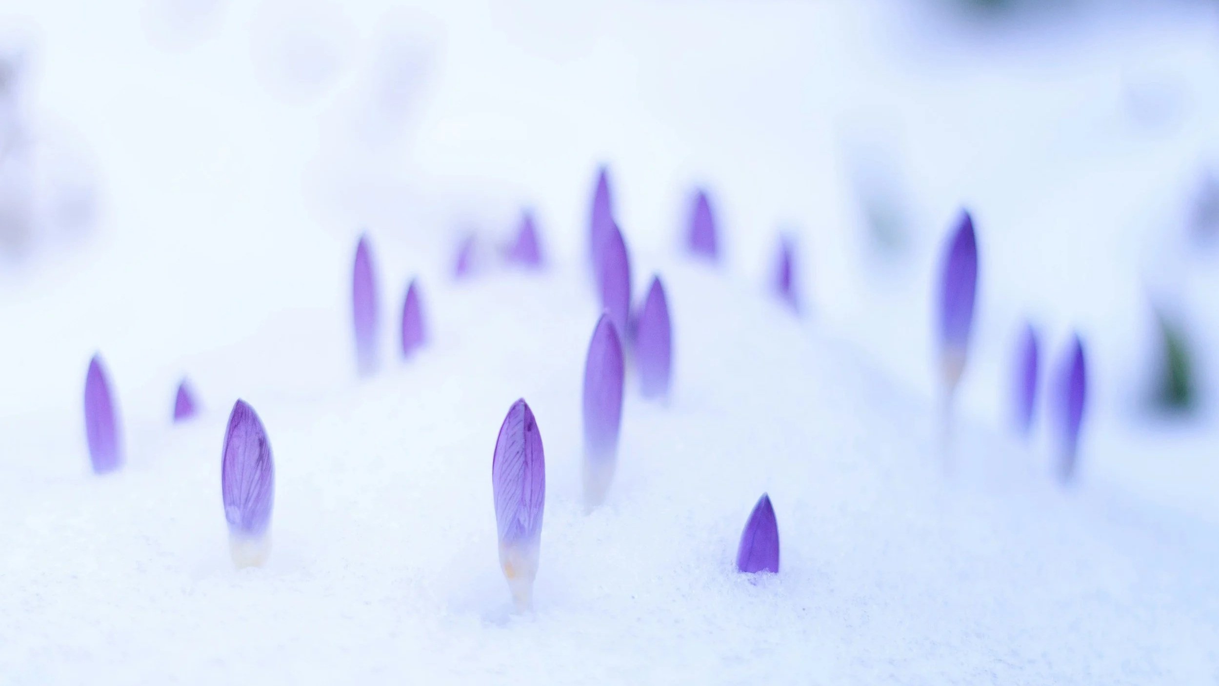 Close-up of numerous small purple flower buds with a soft white background.