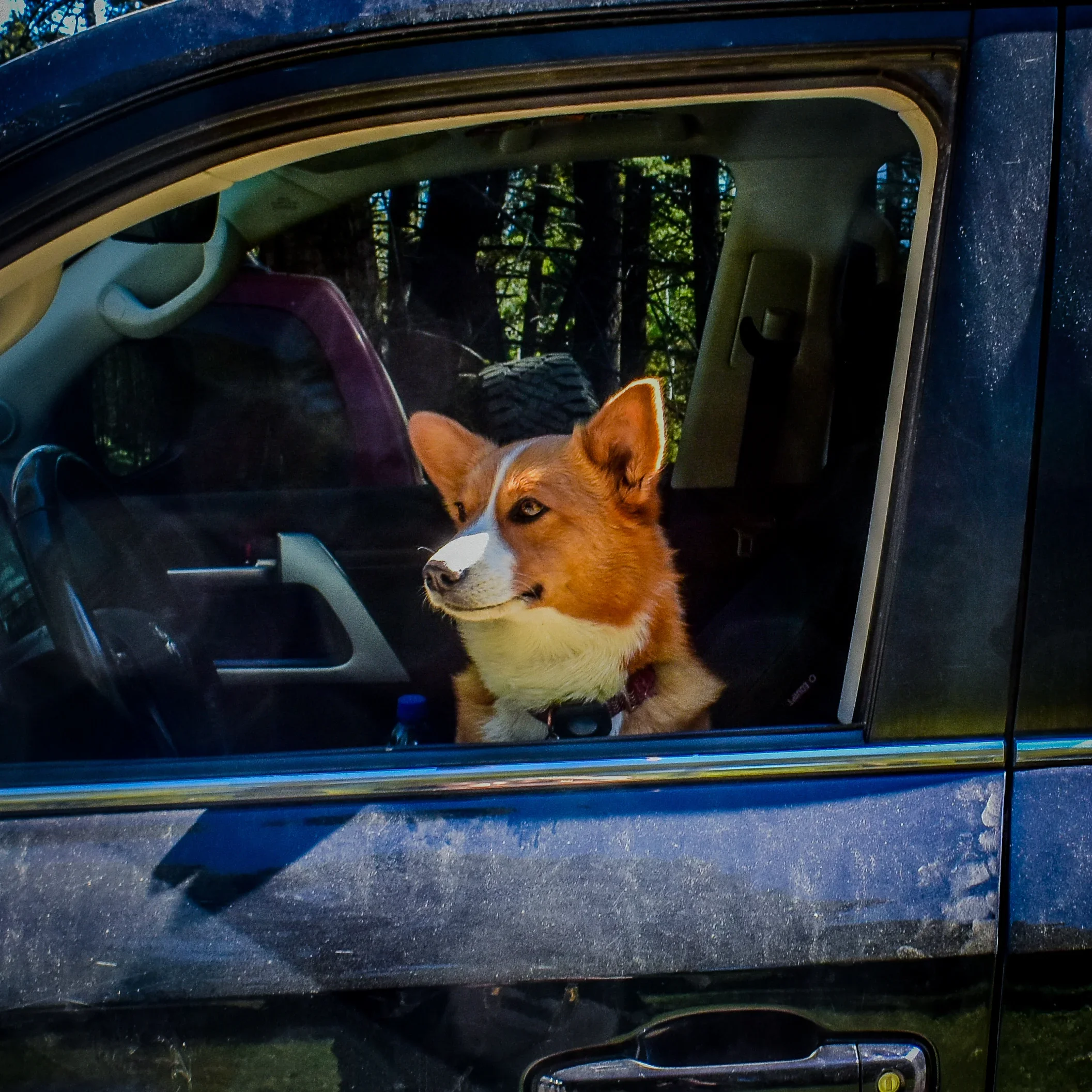 Corgi looking out a truck window at the 406 Cruisers public-land cleanup