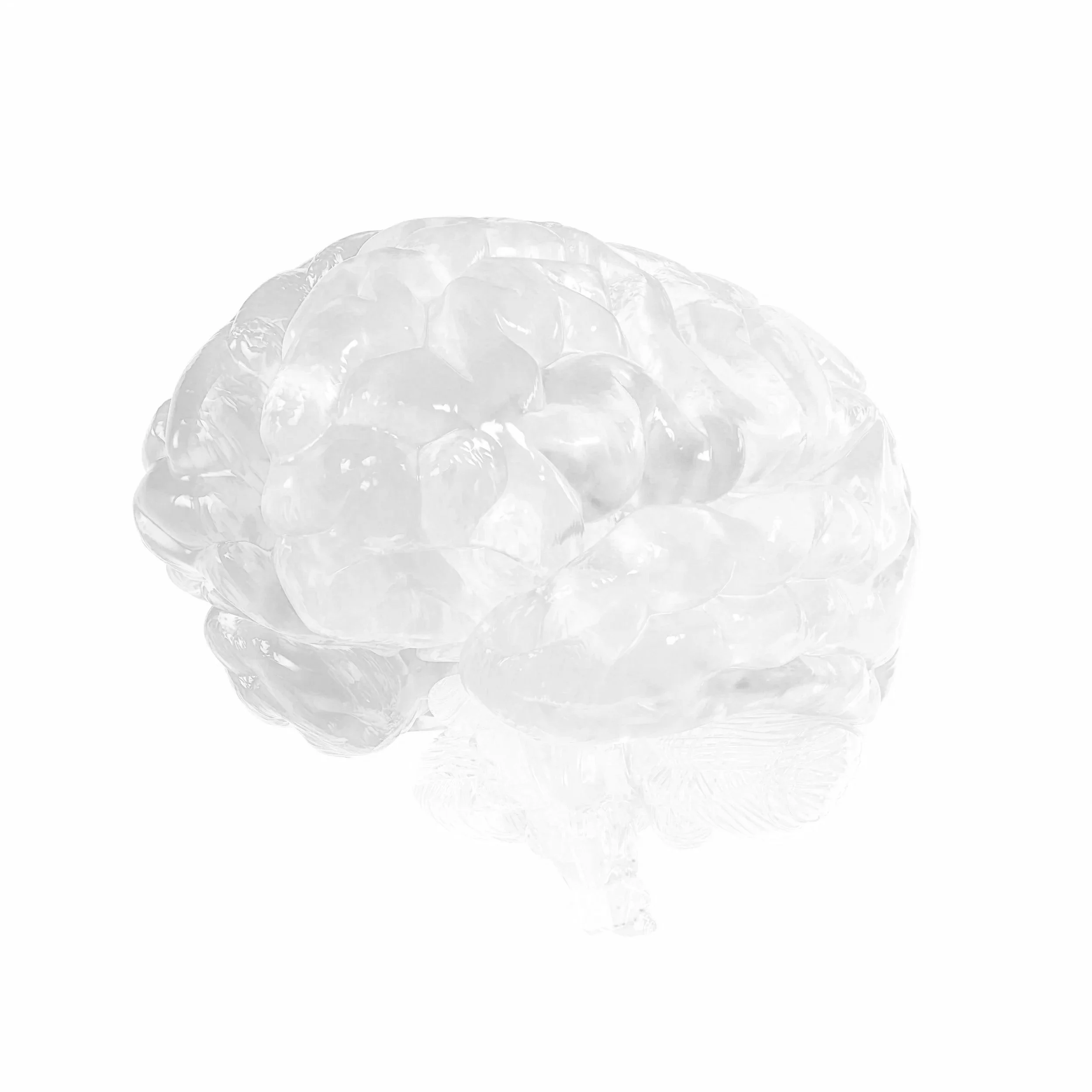 Translucent plastic model of a human brain on a white background