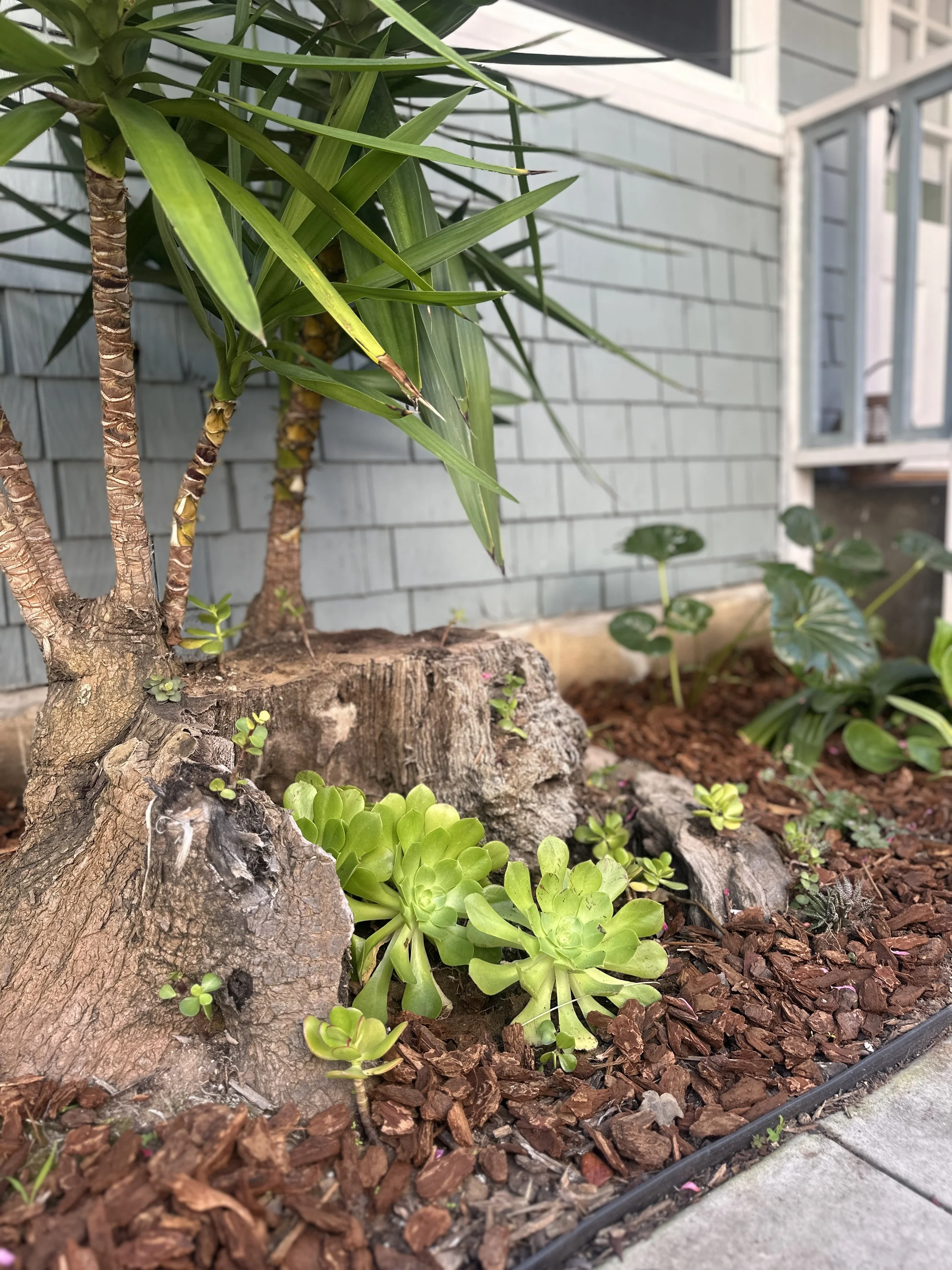 A small garden bed with a large tree trunk, green succulent plants, and other foliage, bordered by mulch and a paved walkway, with a house Exterior wall in the background.