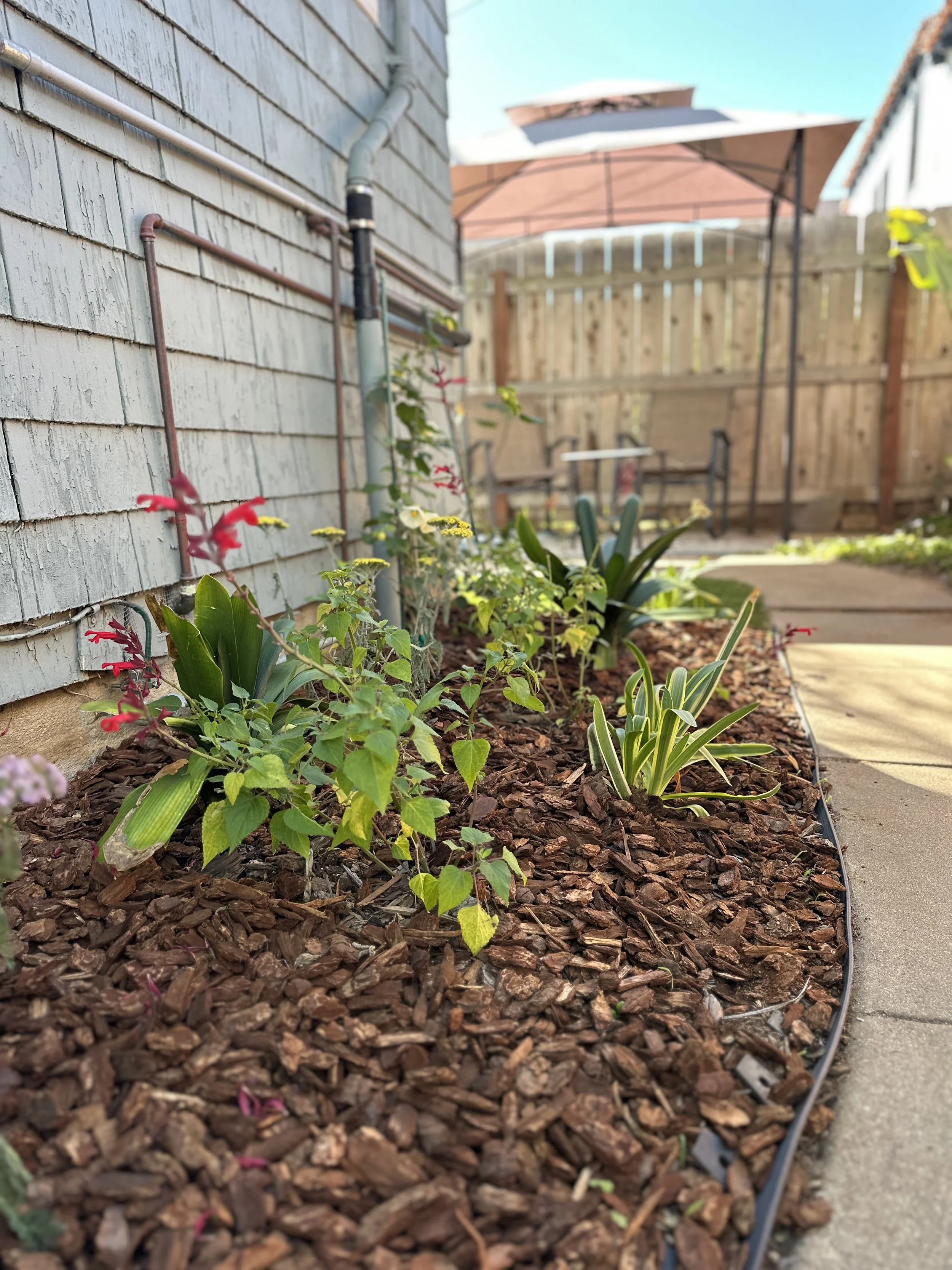 A garden bed with mulch, planted with various green plants, next to a gray house with siding, a gutter, and pipes. In the background, there is a patio area with an umbrella, outdoor furniture, and a wooden fence.