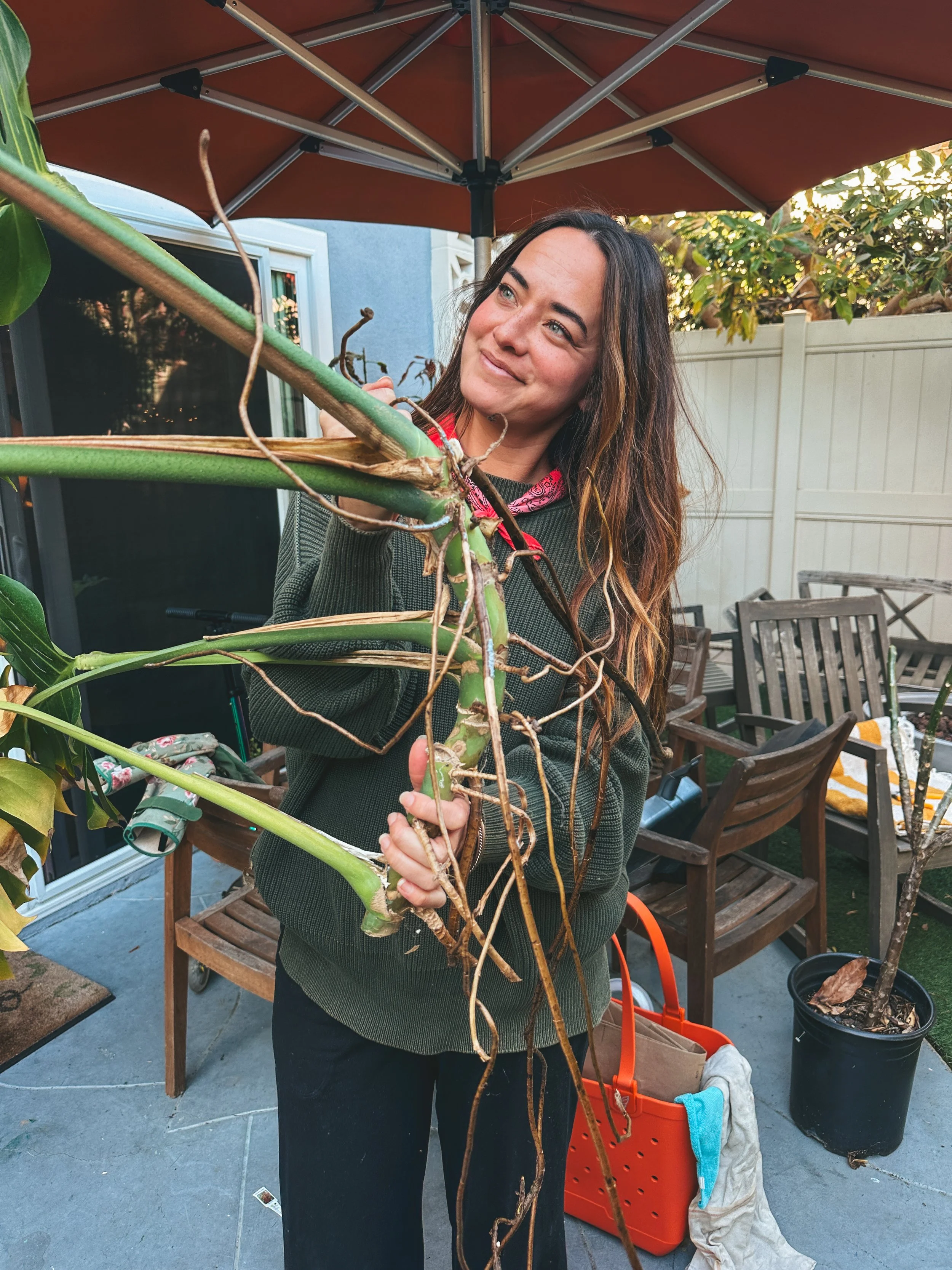 Woman inspecting and holding wilted or dry plant stems and roots in a backyard patio.