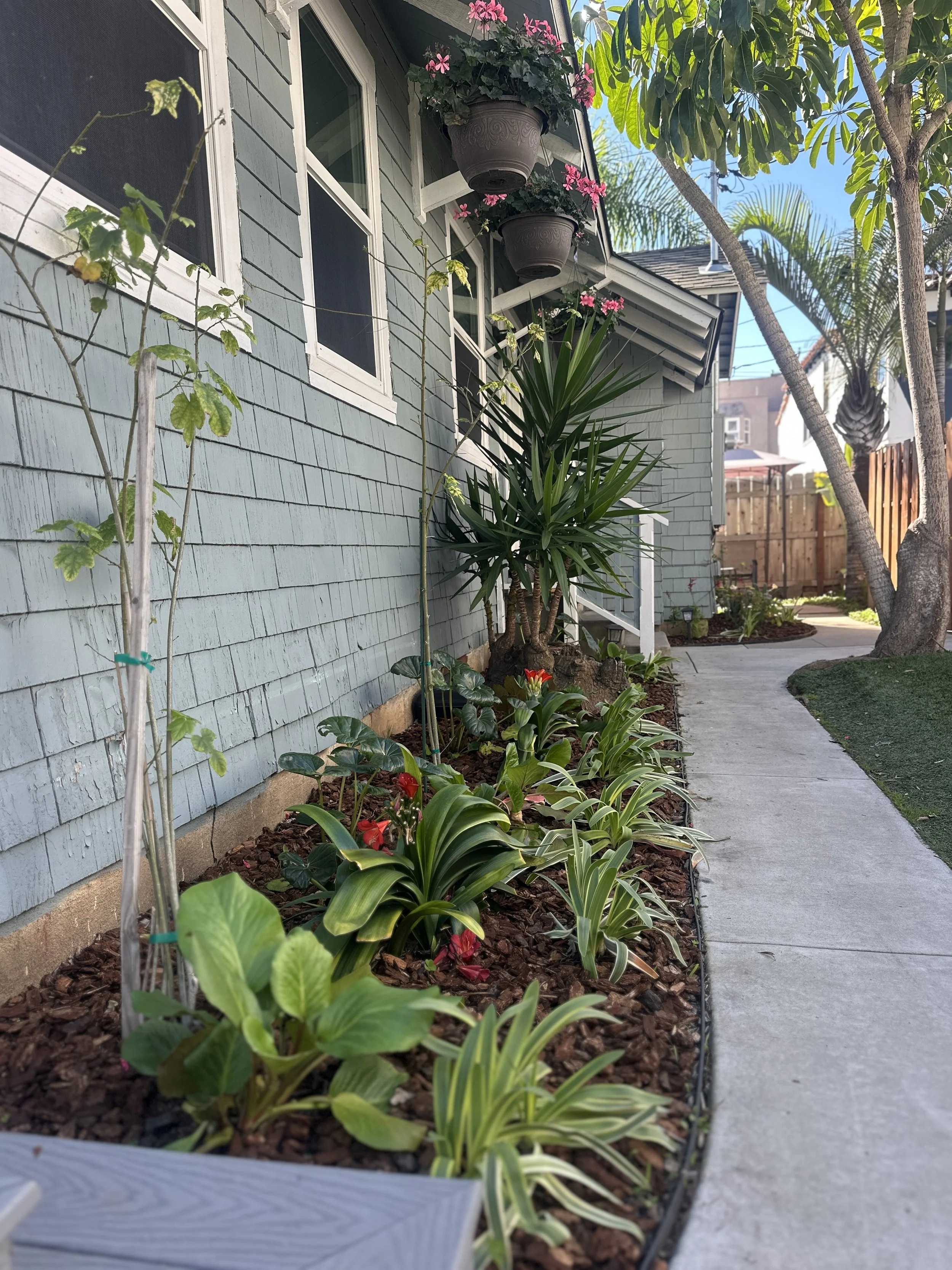 Front yard garden with flowering plants and a tree along a concrete sidewalk next to a house with blue siding and white-framed windows, with hanging flower pots on the porch.
