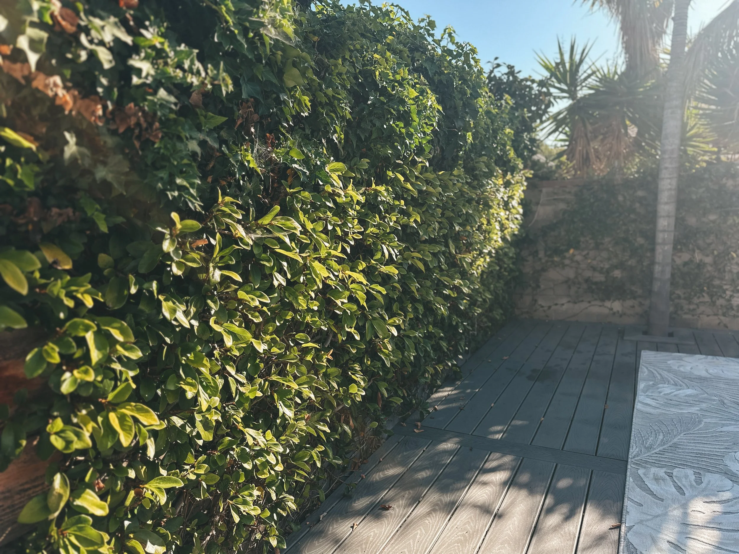 A backyard with a wooden deck, a leafy hedge, a beige brick wall covered with ivy, palm trees, and sunlight streaming in.