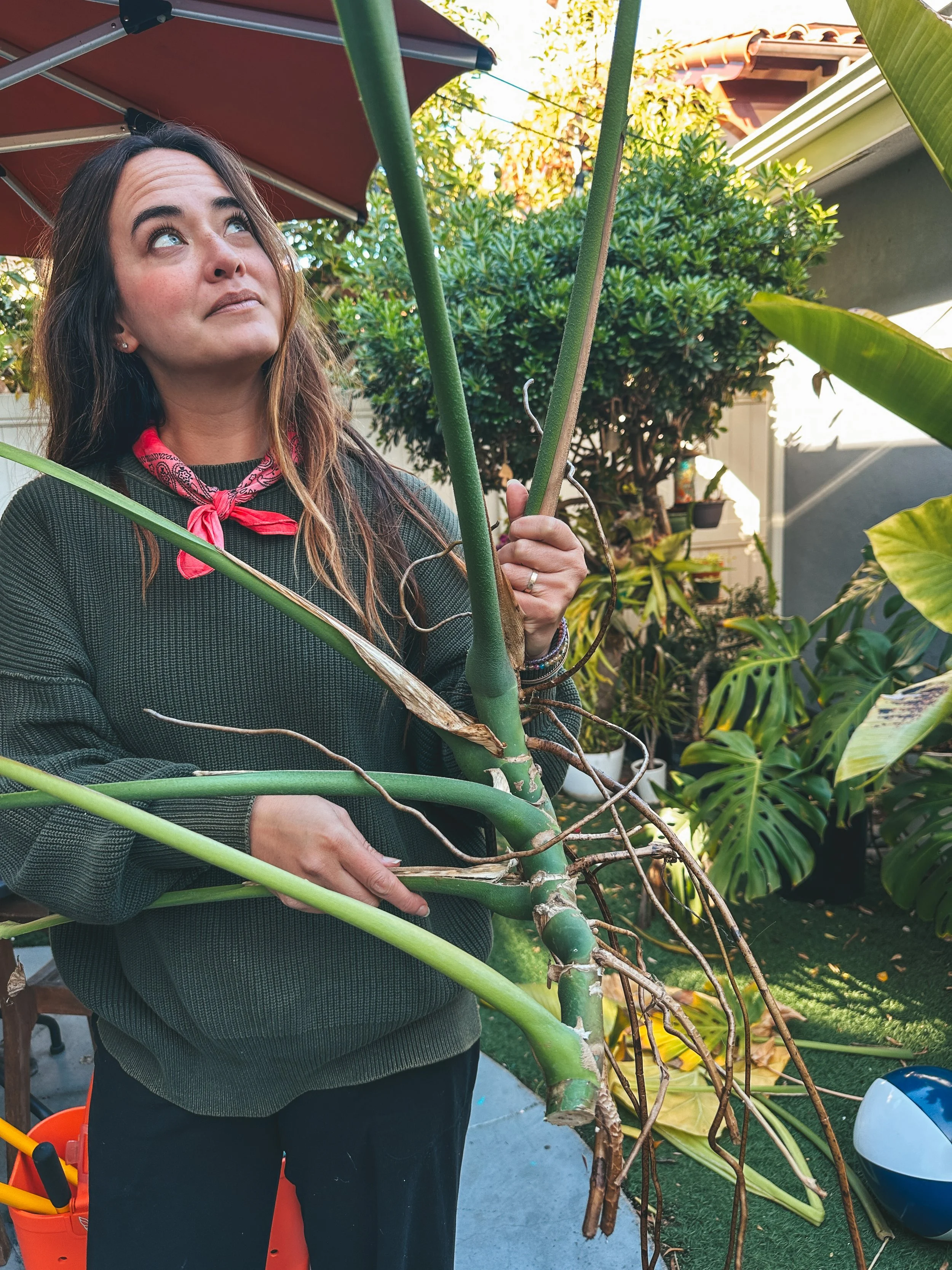 A woman holding a large broken plant outdoors in a garden, with tropical plants and a patio umbrella in the background.