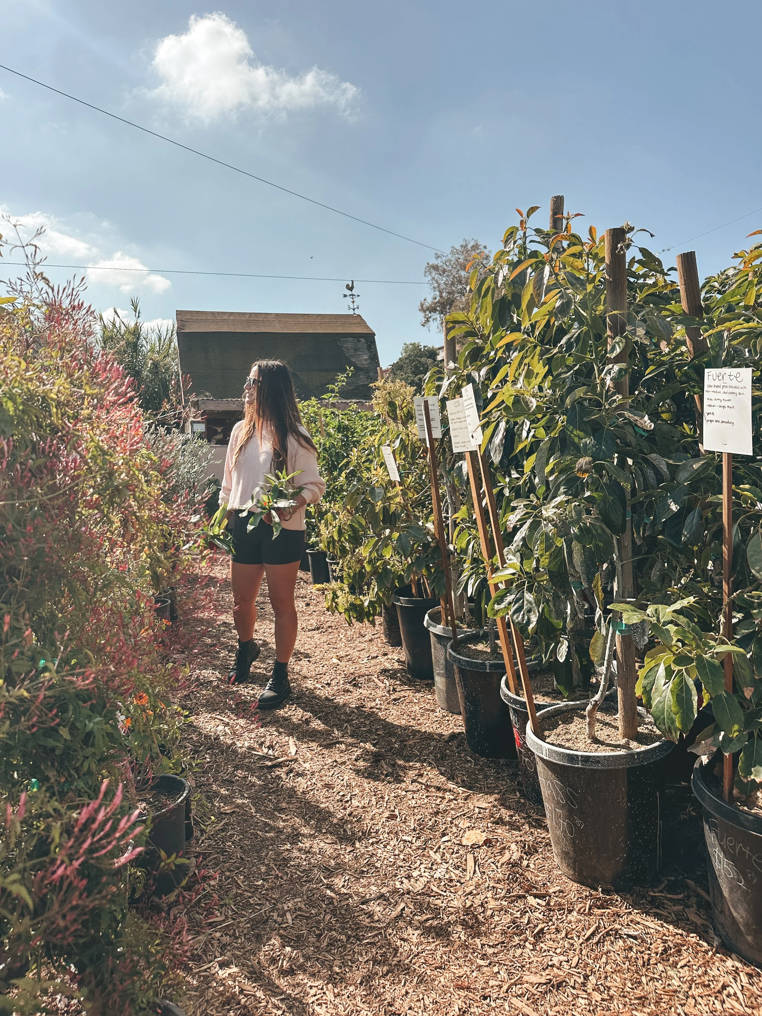 A woman with long hair, wearing glasses, a light pink top, and black shorts, holding a plant in a nursery with large potted plants and informational signs. The sky is clear with some clouds.