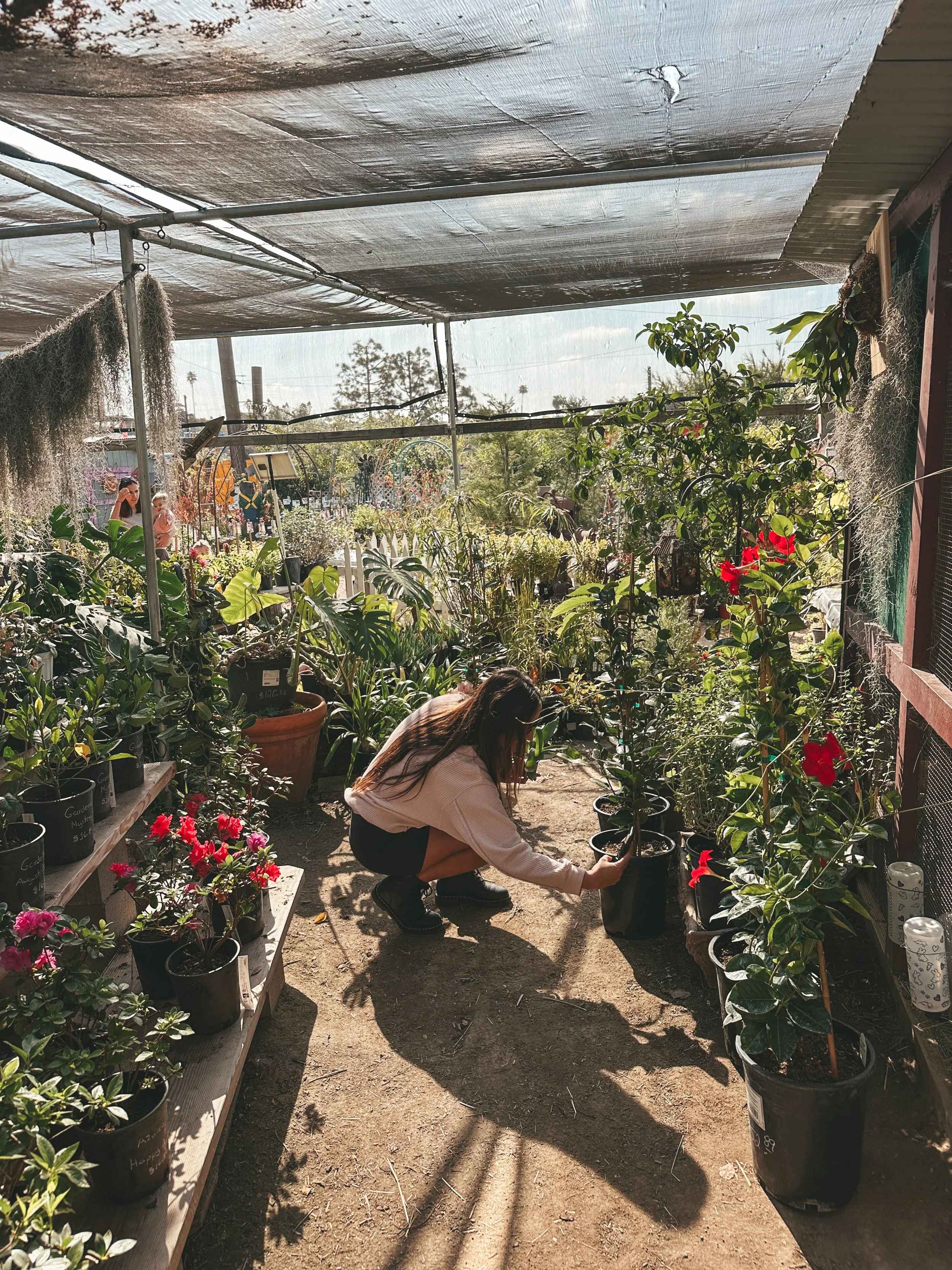 A woman crouching in a greenhouse or plant nursery, examining and tending to potted flowering plants, including red hibiscus with large glossy leaves and bright red flowers, surrounded by various lush green plants.