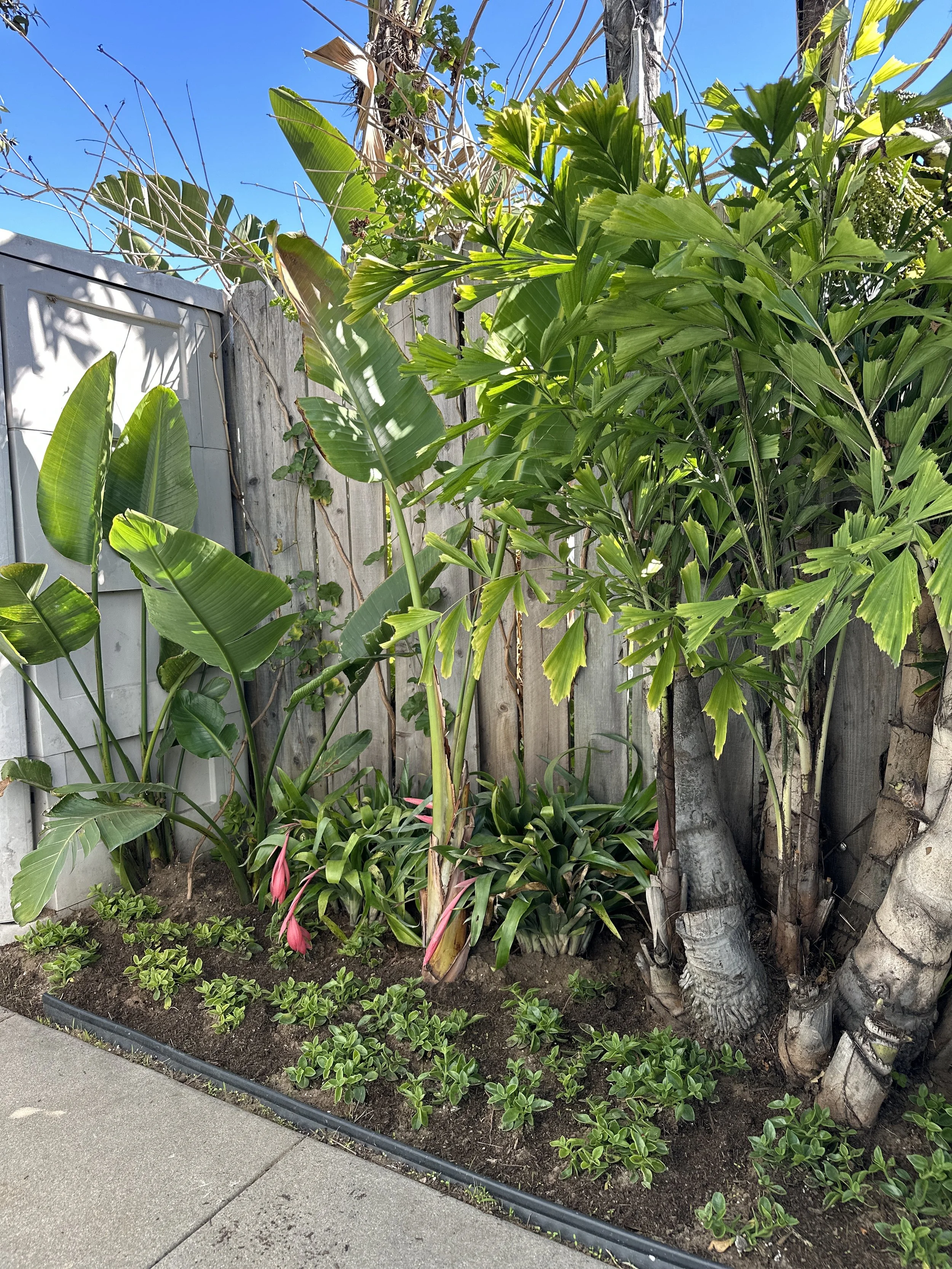 A small garden bed with various tropical plants, including banana plants and other leafy greenery, next to a weathered wooden fence and concrete sidewalk, under a bright blue sky.