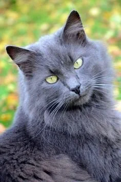 blue still follows.jpg