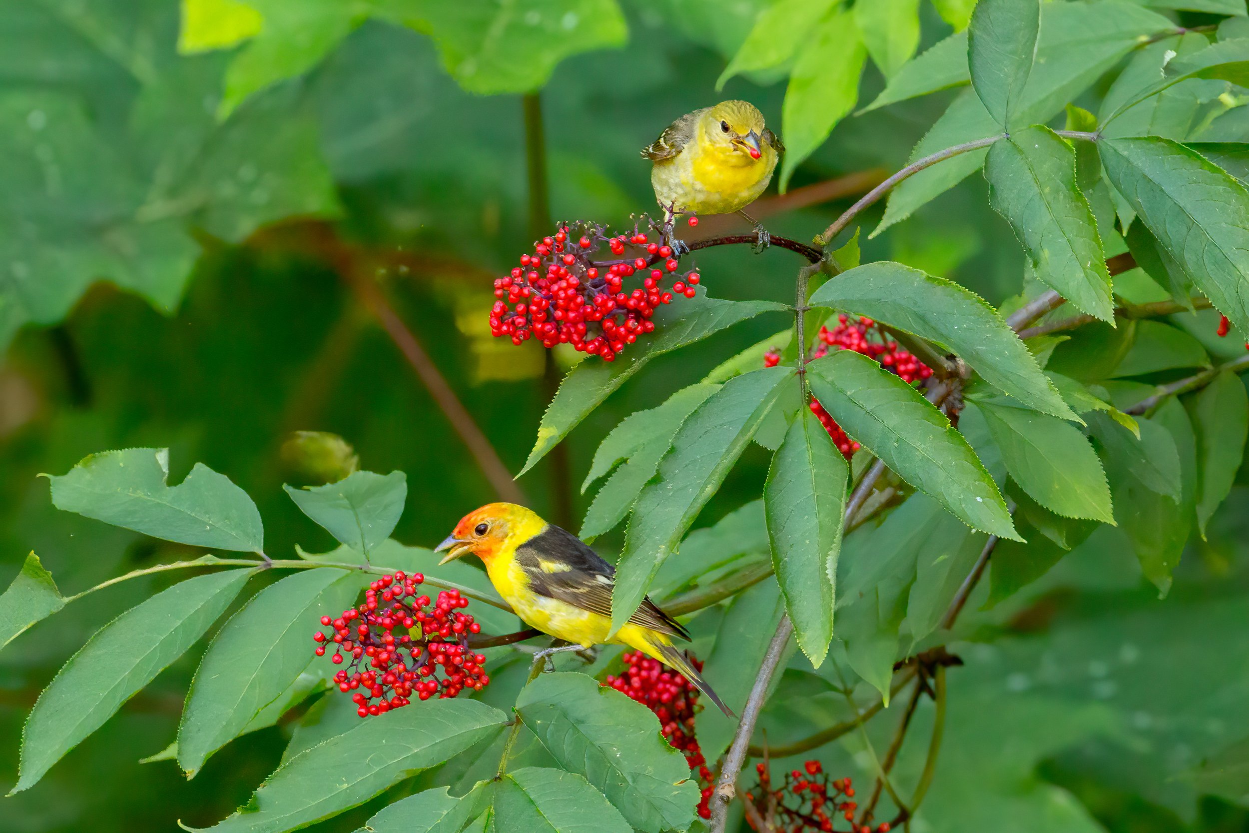 How to Create a Bird-safe Backyard