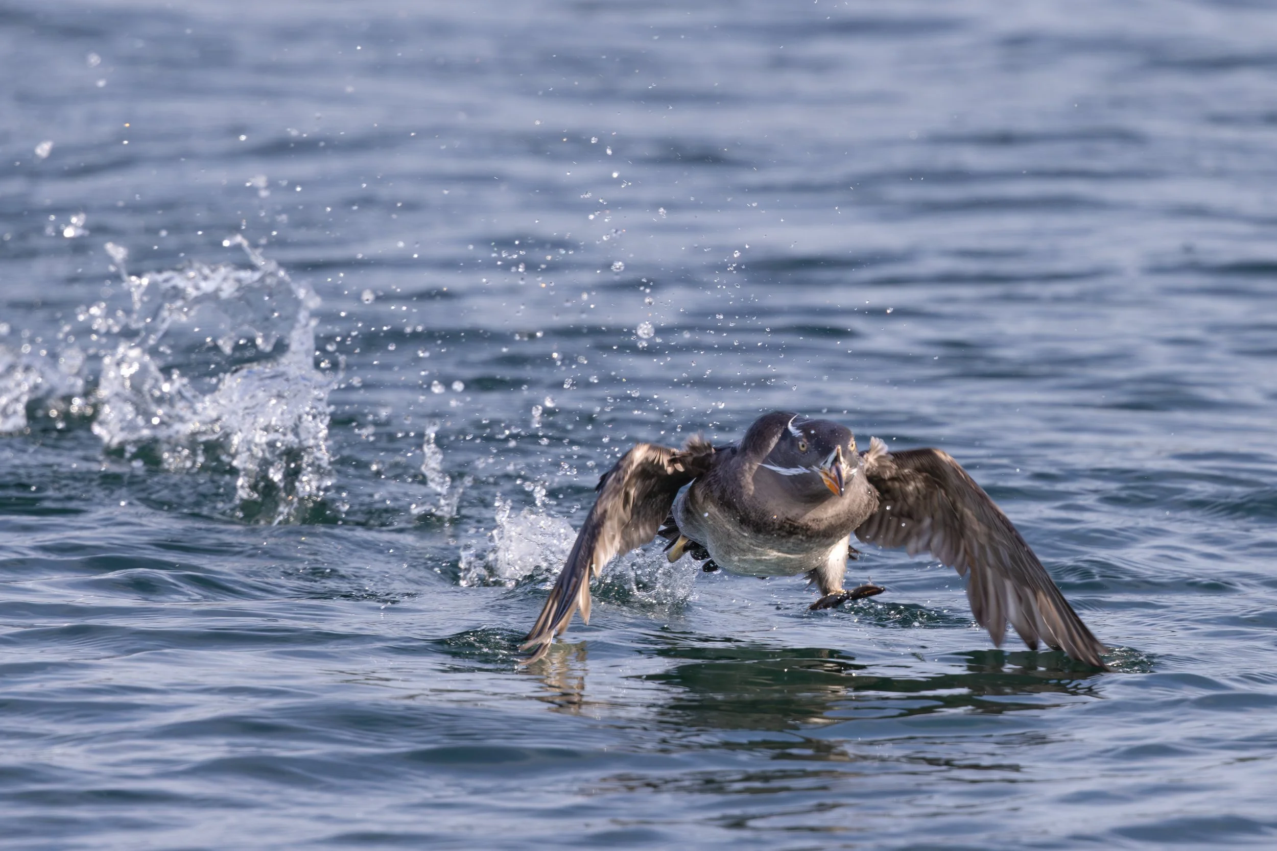 2026 Puget Sound Bird Fest Photo Contest Winners