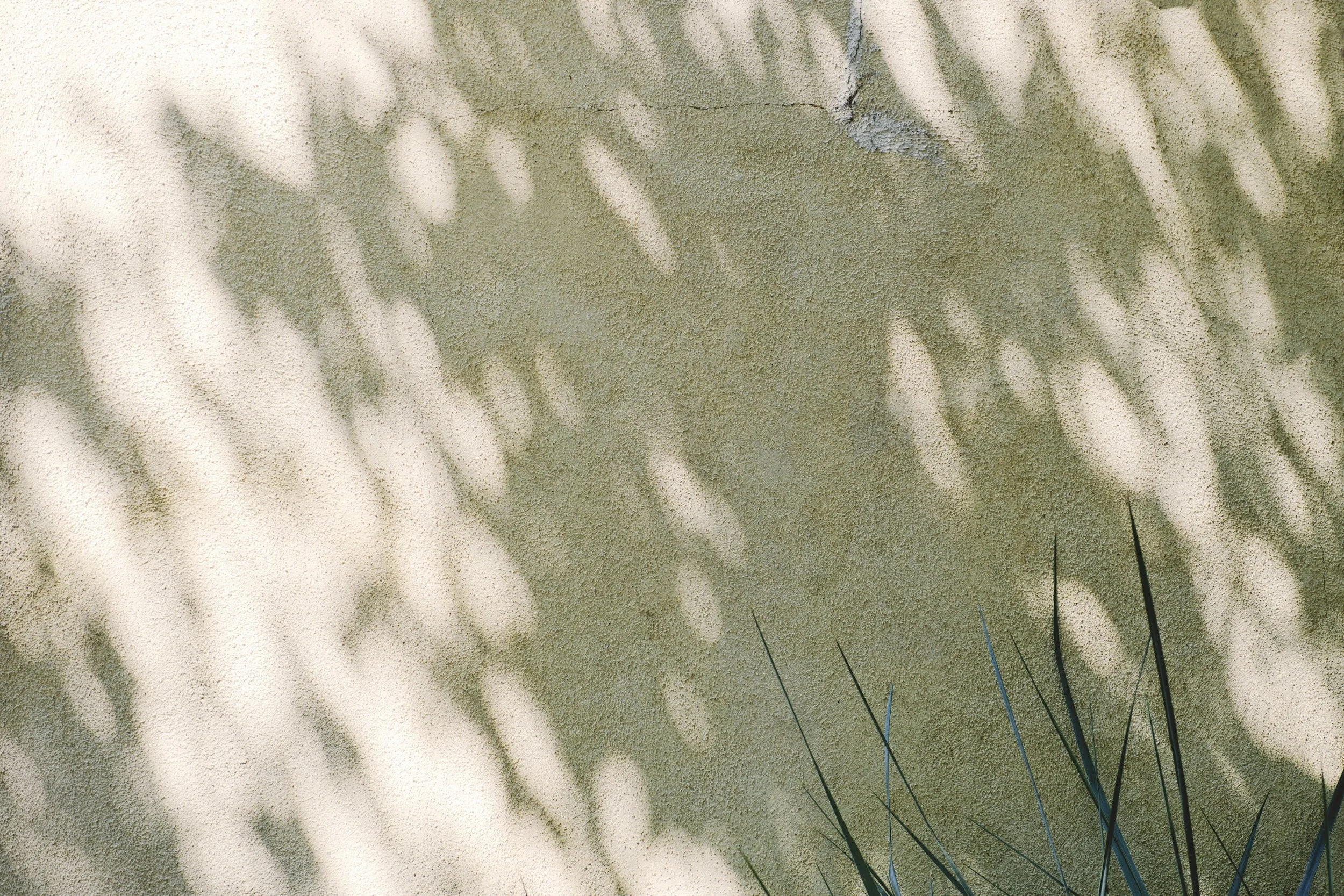 Sunlight casting shadows of leaves on a textured beige wall with a green plant in the lower right corner.