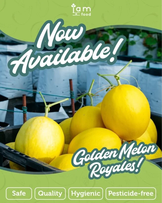 Golden Melon Royale