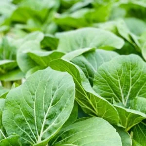 Pakchoi
