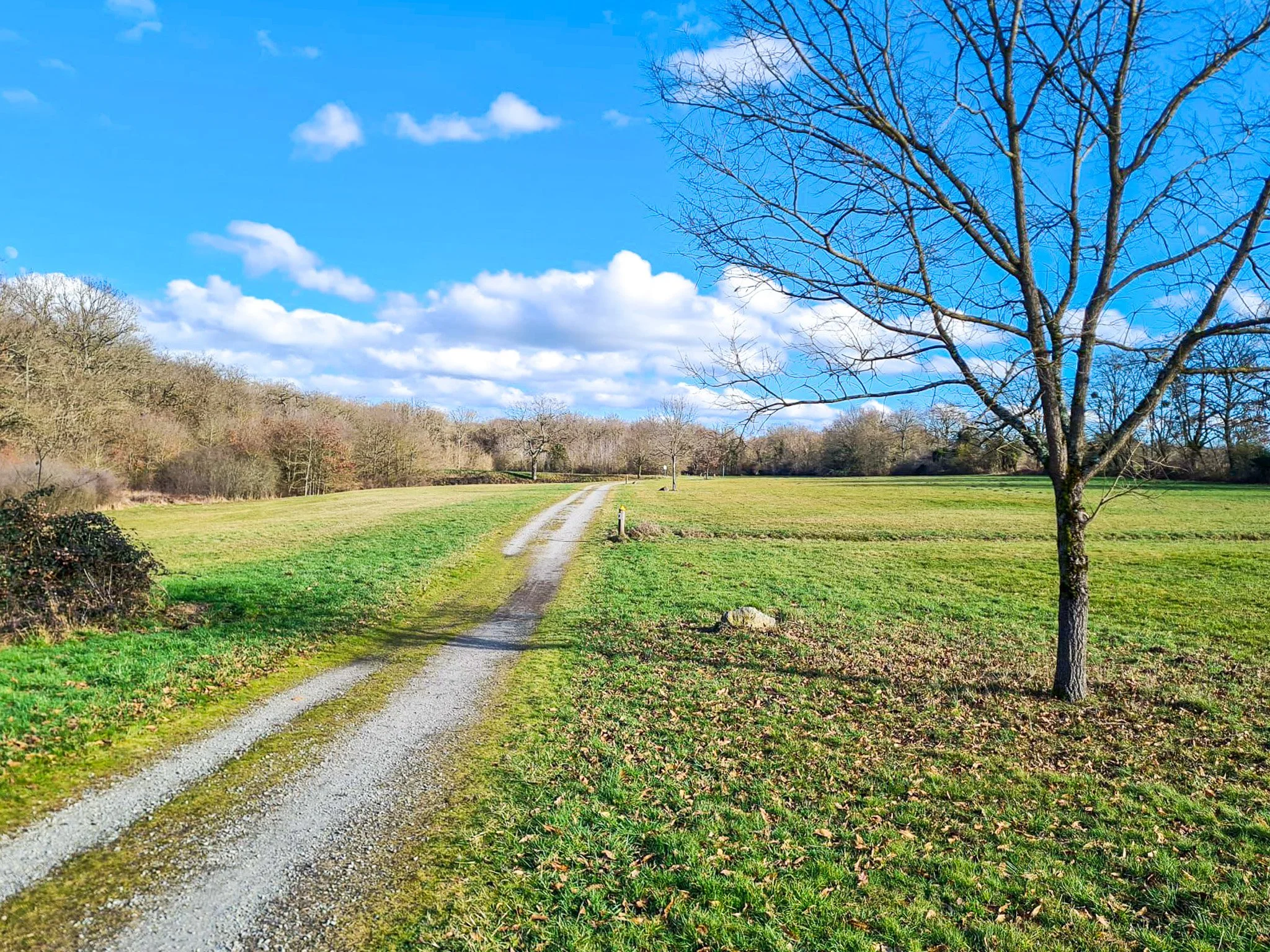 Chemin de gravier dans un champ vert avec un arbre sans feuilles à droite, sous un ciel bleu avec des nuages blancs.