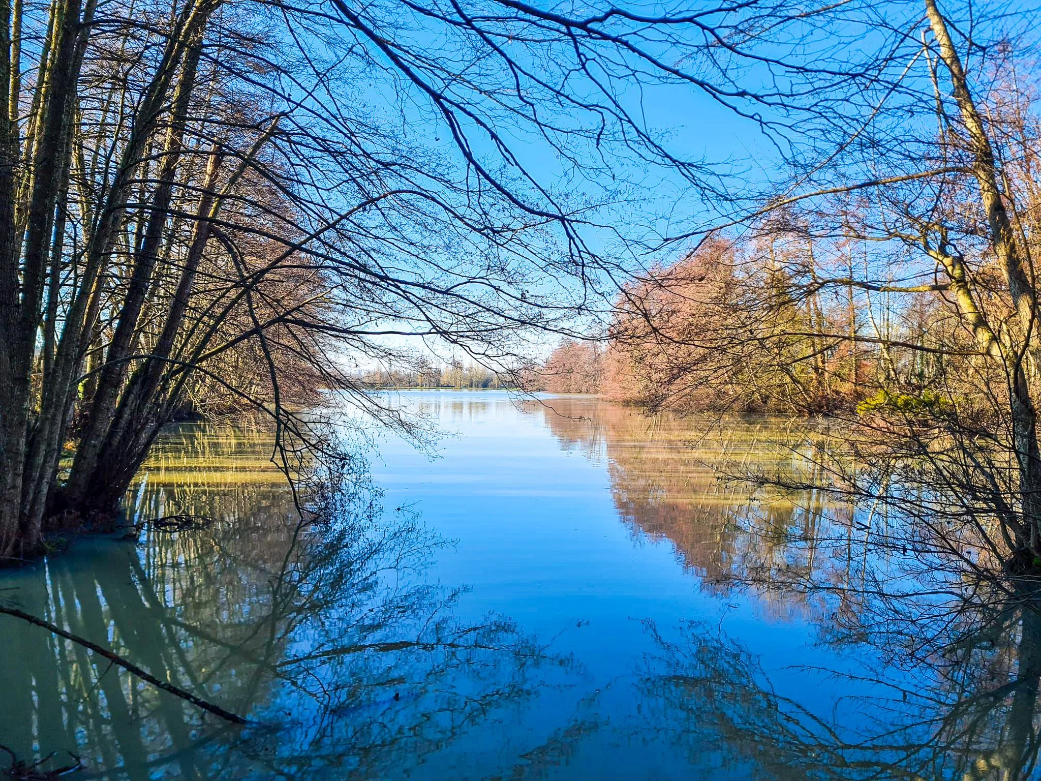 Scène de nature avec un lac au centre, entouré d'arbres sans feuilles, reflet du ciel bleu dans l'eau calme, paysage hivernal.