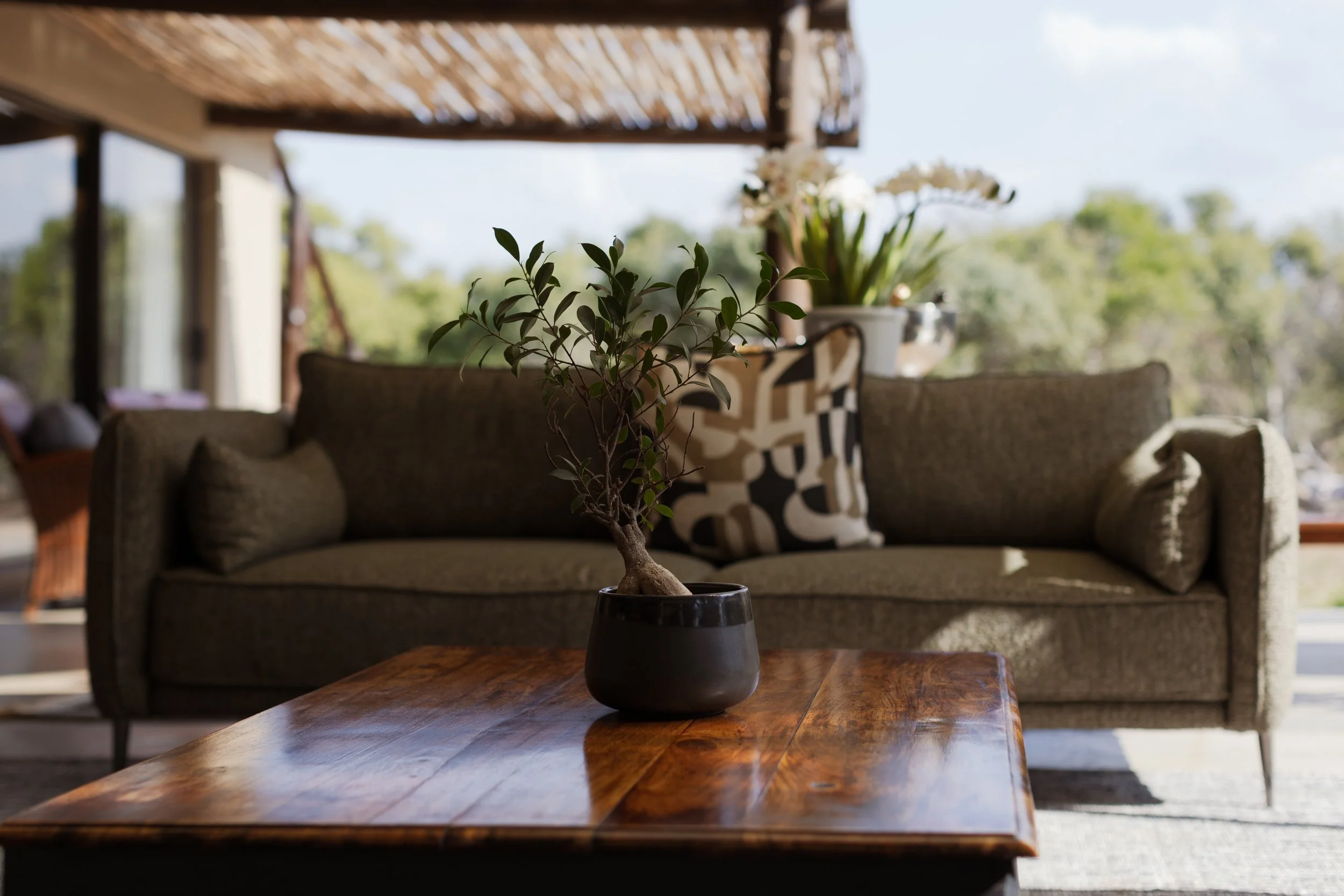 A potted plant with green leaves on a wooden table in a living room, with a sofa and floral arrangement in the background.
