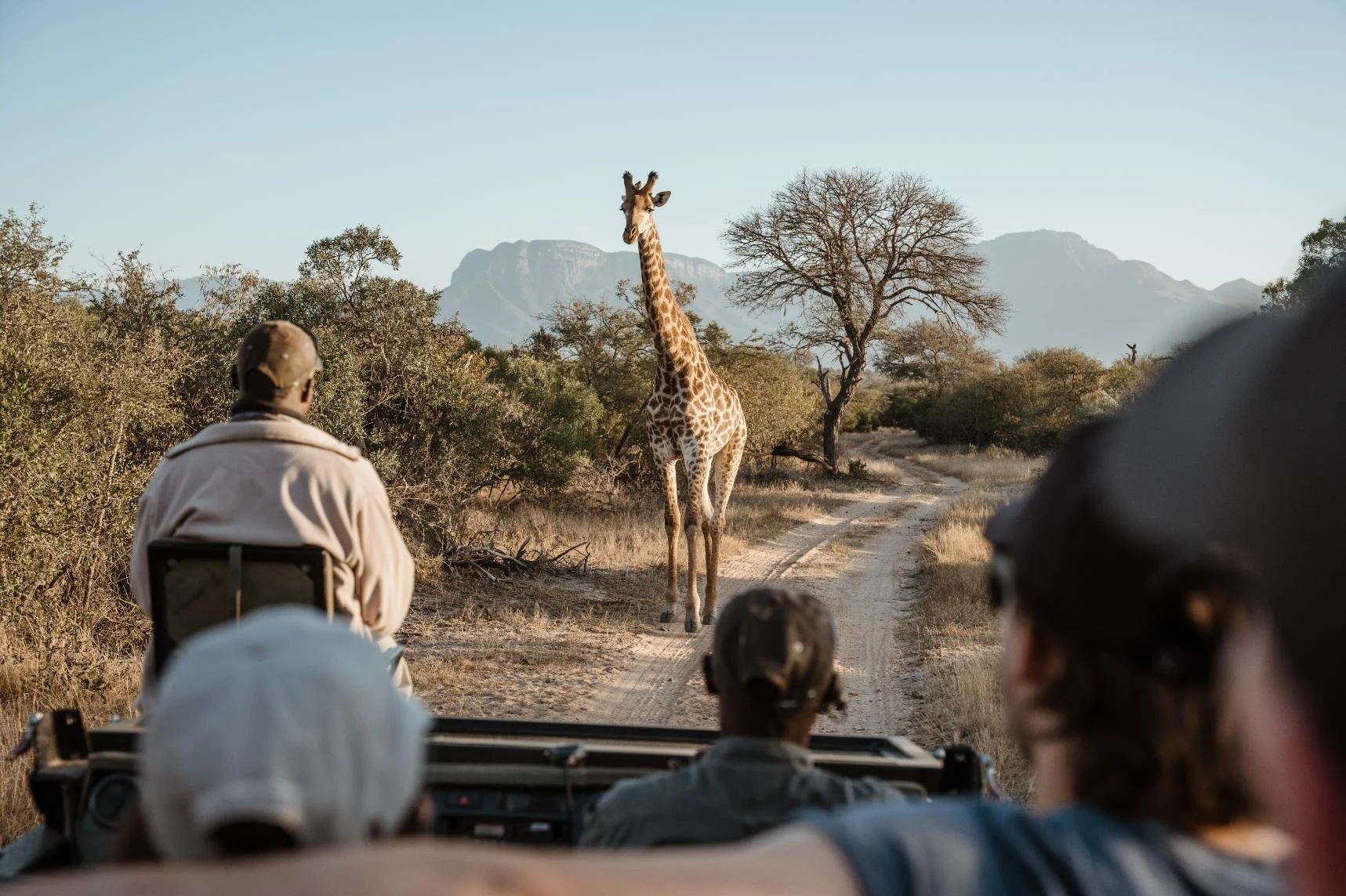 Safaris &amp; Sundowners