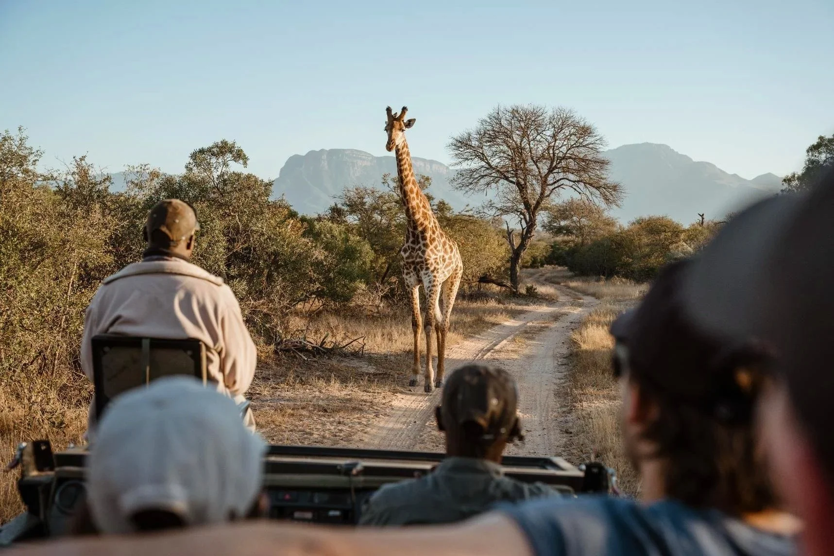 Safaris &amp; Sundowners